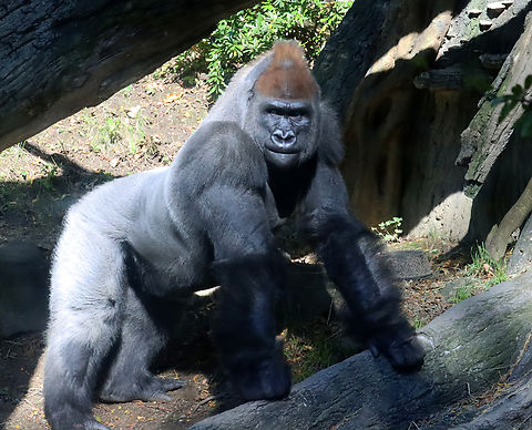 Gorilla - Gorilla gorilla I took photos of four gorillas, and each had its own vibe. I'd say this one was confident.

*Captive animal at the Bronx Zoo
https://www.jungledragon.com/image/154838/gorilla_-_gorilla_gorilla.html
https://www.jungledragon.com/image/154841/gorilla_-_gorilla_gorilla.html
https://www.jungledragon.com/image/154840/gorilla_-_gorilla_gorilla.html
https://www.jungledragon.com/image/154839/gorilla_-_gorilla_gorilla.html Fall,Geotagged,Gorilla gorilla,United States,Western gorilla