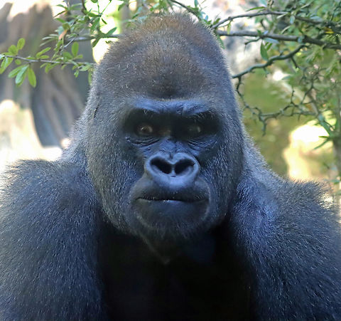Gorilla - Gorilla gorilla This guy stared at me for way too long. He seemed agitated, especially when he hit the glass and then stormed off. Of the four gorillas that I took pics of, this was the angry one.

*Captive animal at the Bronx Zoo
https://www.jungledragon.com/image/154838/gorilla_-_gorilla_gorilla.html
https://www.jungledragon.com/image/154841/gorilla_-_gorilla_gorilla.html
https://www.jungledragon.com/image/154840/gorilla_-_gorilla_gorilla.html
https://www.jungledragon.com/image/154839/gorilla_-_gorilla_gorilla.html Fall,Geotagged,Gorilla gorilla,United States,Western gorilla