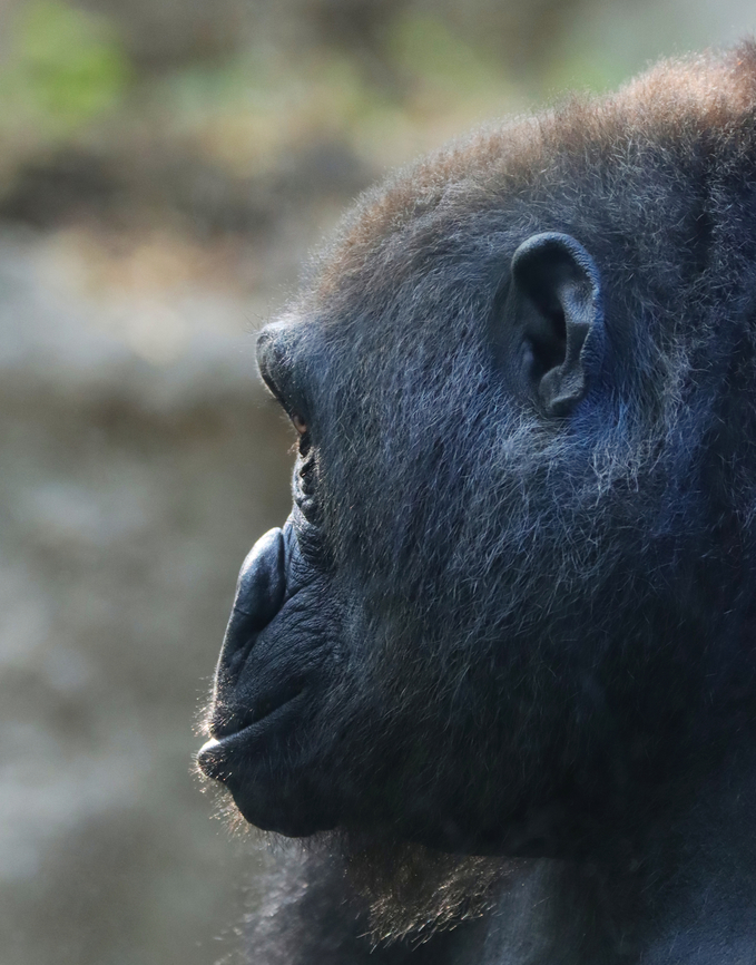 Gorilla - Gorilla gorilla I took photos of four gorillas, and each had its own vibe. This one seemed so sad.<br />
<br />
*Captive animal at the Bronx Zoo<br />
<figure class="photo"><a href="https://www.jungledragon.com/image/154838/gorilla_-_gorilla_gorilla.html" title="Gorilla - Gorilla gorilla"><img src="https://s3.amazonaws.com/media.jungledragon.com/images/3232/154838_thumb.jpg?AWSAccessKeyId=05GMT0V3GWVNE7GGM1R2&Expires=1759968010&Signature=0bus5p0vp0vjHTravWr3jiKtvU8%3D" width="200" height="162" alt="Gorilla - Gorilla gorilla I took photos of four gorillas, and each had its own vibe. I&#039;d say this one was confident.<br />
<br />
*Captive animal at the Bronx Zoo<br />
https://www.jungledragon.com/image/154838/gorilla_-_gorilla_gorilla.html<br />
https://www.jungledragon.com/image/154841/gorilla_-_gorilla_gorilla.html<br />
https://www.jungledragon.com/image/154840/gorilla_-_gorilla_gorilla.html<br />
https://www.jungledragon.com/image/154839/gorilla_-_gorilla_gorilla.html Fall,Geotagged,Gorilla gorilla,United States,Western gorilla" /></a></figure><br />
<figure class="photo"><a href="https://www.jungledragon.com/image/154841/gorilla_-_gorilla_gorilla.html" title="Gorilla - Gorilla gorilla"><img src="https://s3.amazonaws.com/media.jungledragon.com/images/3232/154841_thumb.jpg?AWSAccessKeyId=05GMT0V3GWVNE7GGM1R2&Expires=1759968010&Signature=J%2BlnBNknXx5o%2BEn3vXchn%2BbcIeM%3D" width="116" height="152" alt="Gorilla - Gorilla gorilla I took photos of four gorillas, and each had its own vibe. This one was very chill.<br />
<br />
*Captive animal at the Bronx Zoo<br />
https://www.jungledragon.com/image/154838/gorilla_-_gorilla_gorilla.html<br />
https://www.jungledragon.com/image/154841/gorilla_-_gorilla_gorilla.html<br />
https://www.jungledragon.com/image/154840/gorilla_-_gorilla_gorilla.html<br />
https://www.jungledragon.com/image/154839/gorilla_-_gorilla_gorilla.html Bronx Zoo,Fall,Geotagged,Gorilla gorilla,United States,Western gorilla,captive,gorilla" /></a></figure><br />
<figure class="photo"><a href="https://www.jungledragon.com/image/154840/gorilla_-_gorilla_gorilla.html" title="Gorilla - Gorilla gorilla"><img src="https://s3.amazonaws.com/media.jungledragon.com/images/3232/154840_thumb.jpg?AWSAccessKeyId=05GMT0V3GWVNE7GGM1R2&Expires=1759968010&Signature=s1K69umrm0h1HASm3FYltozN%2Bv4%3D" width="120" height="152" alt="Gorilla - Gorilla gorilla I took photos of four gorillas, and each had its own vibe. This one seemed so sad.<br />
<br />
*Captive animal at the Bronx Zoo<br />
https://www.jungledragon.com/image/154838/gorilla_-_gorilla_gorilla.html<br />
https://www.jungledragon.com/image/154841/gorilla_-_gorilla_gorilla.html<br />
https://www.jungledragon.com/image/154840/gorilla_-_gorilla_gorilla.html<br />
https://www.jungledragon.com/image/154839/gorilla_-_gorilla_gorilla.html Fall,Geotagged,Gorilla gorilla,United States,Western gorilla" /></a></figure><br />
<figure class="photo"><a href="https://www.jungledragon.com/image/154839/gorilla_-_gorilla_gorilla.html" title="Gorilla - Gorilla gorilla"><img src="https://s3.amazonaws.com/media.jungledragon.com/images/3232/154839_thumb.jpg?AWSAccessKeyId=05GMT0V3GWVNE7GGM1R2&Expires=1759968010&Signature=iQOc2gDYtmhMYgLRaUGif%2FFtSEk%3D" width="200" height="188" alt="Gorilla - Gorilla gorilla This guy stared at me for way too long. He seemed agitated, especially when he hit the glass and then stormed off. Of the four gorillas that I took pics of, this was the angry one.<br />
<br />
*Captive animal at the Bronx Zoo<br />
https://www.jungledragon.com/image/154838/gorilla_-_gorilla_gorilla.html<br />
https://www.jungledragon.com/image/154841/gorilla_-_gorilla_gorilla.html<br />
https://www.jungledragon.com/image/154840/gorilla_-_gorilla_gorilla.html<br />
https://www.jungledragon.com/image/154839/gorilla_-_gorilla_gorilla.html Fall,Geotagged,Gorilla gorilla,United States,Western gorilla" /></a></figure> Fall,Geotagged,Gorilla gorilla,United States,Western gorilla