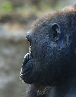 Gorilla - Gorilla gorilla I took photos of four gorillas, and each had its own vibe. This one seemed so sad.

*Captive animal at the Bronx Zoo
https://www.jungledragon.com/image/154838/gorilla_-_gorilla_gorilla.html
https://www.jungledragon.com/image/154841/gorilla_-_gorilla_gorilla.html
https://www.jungledragon.com/image/154840/gorilla_-_gorilla_gorilla.html
https://www.jungledragon.com/image/154839/gorilla_-_gorilla_gorilla.html Fall,Geotagged,Gorilla gorilla,United States,Western gorilla