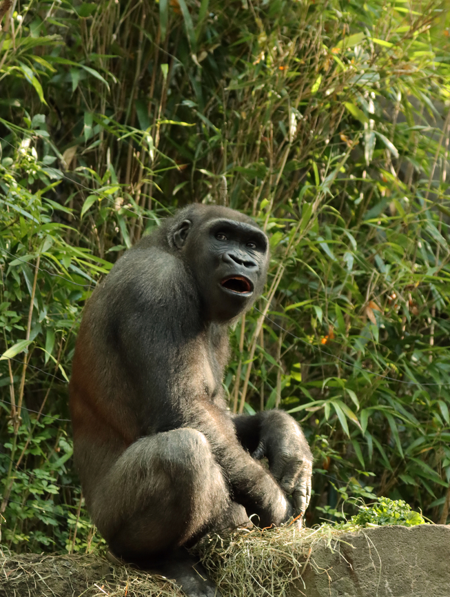 Gorilla - Gorilla gorilla I took photos of four gorillas, and each had its own vibe. This one was very chill.<br />
<br />
*Captive animal at the Bronx Zoo<br />
<figure class="photo"><a href="https://www.jungledragon.com/image/154838/gorilla_-_gorilla_gorilla.html" title="Gorilla - Gorilla gorilla"><img src="https://s3.amazonaws.com/media.jungledragon.com/images/3232/154838_thumb.jpg?AWSAccessKeyId=05GMT0V3GWVNE7GGM1R2&Expires=1767225610&Signature=w%2FdtaV%2B3XRwjC6Bs%2BMP4Frs7wvc%3D" width="200" height="162" alt="Gorilla - Gorilla gorilla I took photos of four gorillas, and each had its own vibe. I&#039;d say this one was confident.<br />
<br />
*Captive animal at the Bronx Zoo<br />
https://www.jungledragon.com/image/154838/gorilla_-_gorilla_gorilla.html<br />
https://www.jungledragon.com/image/154841/gorilla_-_gorilla_gorilla.html<br />
https://www.jungledragon.com/image/154840/gorilla_-_gorilla_gorilla.html<br />
https://www.jungledragon.com/image/154839/gorilla_-_gorilla_gorilla.html Fall,Geotagged,Gorilla gorilla,United States,Western gorilla" /></a></figure><br />
<figure class="photo"><a href="https://www.jungledragon.com/image/154841/gorilla_-_gorilla_gorilla.html" title="Gorilla - Gorilla gorilla"><img src="https://s3.amazonaws.com/media.jungledragon.com/images/3232/154841_thumb.jpg?AWSAccessKeyId=05GMT0V3GWVNE7GGM1R2&Expires=1767225610&Signature=BjpocS89pzINE4XFTgeeklzzIqc%3D" width="116" height="152" alt="Gorilla - Gorilla gorilla I took photos of four gorillas, and each had its own vibe. This one was very chill.<br />
<br />
*Captive animal at the Bronx Zoo<br />
https://www.jungledragon.com/image/154838/gorilla_-_gorilla_gorilla.html<br />
https://www.jungledragon.com/image/154841/gorilla_-_gorilla_gorilla.html<br />
https://www.jungledragon.com/image/154840/gorilla_-_gorilla_gorilla.html<br />
https://www.jungledragon.com/image/154839/gorilla_-_gorilla_gorilla.html Bronx Zoo,Fall,Geotagged,Gorilla gorilla,United States,Western gorilla,captive,gorilla" /></a></figure><br />
<figure class="photo"><a href="https://www.jungledragon.com/image/154840/gorilla_-_gorilla_gorilla.html" title="Gorilla - Gorilla gorilla"><img src="https://s3.amazonaws.com/media.jungledragon.com/images/3232/154840_thumb.jpg?AWSAccessKeyId=05GMT0V3GWVNE7GGM1R2&Expires=1767225610&Signature=3e3glgYEFW6jblyKNUGtHkmwxgg%3D" width="120" height="152" alt="Gorilla - Gorilla gorilla I took photos of four gorillas, and each had its own vibe. This one seemed so sad.<br />
<br />
*Captive animal at the Bronx Zoo<br />
https://www.jungledragon.com/image/154838/gorilla_-_gorilla_gorilla.html<br />
https://www.jungledragon.com/image/154841/gorilla_-_gorilla_gorilla.html<br />
https://www.jungledragon.com/image/154840/gorilla_-_gorilla_gorilla.html<br />
https://www.jungledragon.com/image/154839/gorilla_-_gorilla_gorilla.html Fall,Geotagged,Gorilla gorilla,United States,Western gorilla" /></a></figure><br />
<figure class="photo"><a href="https://www.jungledragon.com/image/154839/gorilla_-_gorilla_gorilla.html" title="Gorilla - Gorilla gorilla"><img src="https://s3.amazonaws.com/media.jungledragon.com/images/3232/154839_thumb.jpg?AWSAccessKeyId=05GMT0V3GWVNE7GGM1R2&Expires=1767225610&Signature=T5tglK8lqm%2BsI839UwxeGA4xevw%3D" width="200" height="188" alt="Gorilla - Gorilla gorilla This guy stared at me for way too long. He seemed agitated, especially when he hit the glass and then stormed off. Of the four gorillas that I took pics of, this was the angry one.<br />
<br />
*Captive animal at the Bronx Zoo<br />
https://www.jungledragon.com/image/154838/gorilla_-_gorilla_gorilla.html<br />
https://www.jungledragon.com/image/154841/gorilla_-_gorilla_gorilla.html<br />
https://www.jungledragon.com/image/154840/gorilla_-_gorilla_gorilla.html<br />
https://www.jungledragon.com/image/154839/gorilla_-_gorilla_gorilla.html Fall,Geotagged,Gorilla gorilla,United States,Western gorilla" /></a></figure> Bronx Zoo,Fall,Geotagged,Gorilla gorilla,United States,Western gorilla,captive,gorilla