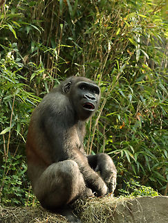 Gorilla - Gorilla gorilla I took photos of four gorillas, and each had its own vibe. This one was very chill.

*Captive animal at the Bronx Zoo
https://www.jungledragon.com/image/154838/gorilla_-_gorilla_gorilla.html
https://www.jungledragon.com/image/154841/gorilla_-_gorilla_gorilla.html
https://www.jungledragon.com/image/154840/gorilla_-_gorilla_gorilla.html
https://www.jungledragon.com/image/154839/gorilla_-_gorilla_gorilla.html Bronx Zoo,Fall,Geotagged,Gorilla gorilla,United States,Western gorilla,captive,gorilla