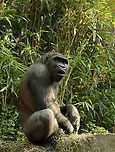 Gorilla - Gorilla gorilla I took photos of four gorillas, and each had its own vibe. This one was very chill.<br />
<br />
*Captive animal at the Bronx Zoo<br />
https://www.jungledragon.com/image/154838/gorilla_-_gorilla_gorilla.html<br />
https://www.jungledragon.com/image/154841/gorilla_-_gorilla_gorilla.html<br />
https://www.jungledragon.com/image/154840/gorilla_-_gorilla_gorilla.html<br />
https://www.jungledragon.com/image/154839/gorilla_-_gorilla_gorilla.html Bronx Zoo,Fall,Geotagged,Gorilla gorilla,United States,Western gorilla,captive,gorilla