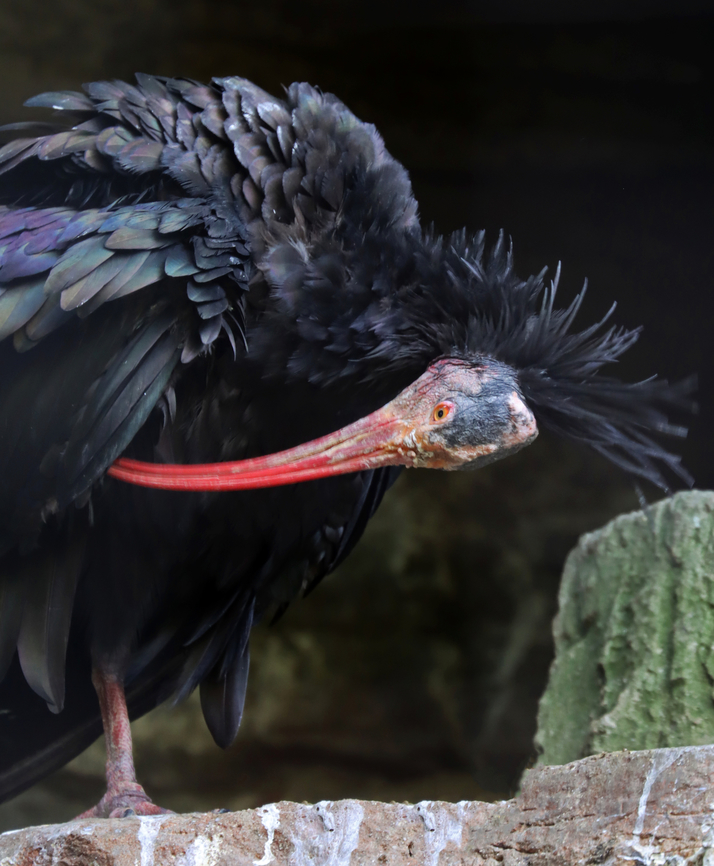 Northern Bald Ibis - Geronticus eremita I love birds with bald heads. They are such rebels. ;)<br />
<br />
*Captive animal at the Bronx Zoo Bronx Zoo,Fall,Geotagged,Geronticus,Geronticus eremita,Ibis,Northern Bald Ibis,United States,captive animal