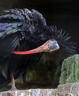 Northern Bald Ibis - Geronticus eremita I love birds with bald heads. They are such rebels. ;)

*Captive animal at the Bronx Zoo Bronx Zoo,Fall,Geotagged,Geronticus,Geronticus eremita,Ibis,Northern Bald Ibis,United States,captive animal