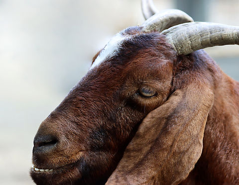 Goat - Capra aegagrus hircus Cutest goat ever. Look at that smile! Honestly, it looked stoned, but I'm not judging.

*Captive animal at the Bronx Zoo
https://www.jungledragon.com/image/155299/goat_-_capra_aegagrus_hircus.html Capra,Capra aegagrus hircus,Capra hircus,Domestic Goat,Domestic goat,Fall,Geotagged,United States,bronx zoo,captive animal,goat