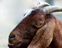 Goat - Capra aegagrus hircus Cutest goat ever. Look at that smile! Honestly, it looked stoned, but I'm not judging.<br />
<br />
*Captive animal at the Bronx Zoo<br />
https://www.jungledragon.com/image/155299/goat_-_capra_aegagrus_hircus.html Capra,Capra aegagrus hircus,Capra hircus,Domestic Goat,Domestic goat,Fall,Geotagged,United States,bronx zoo,captive animal,goat