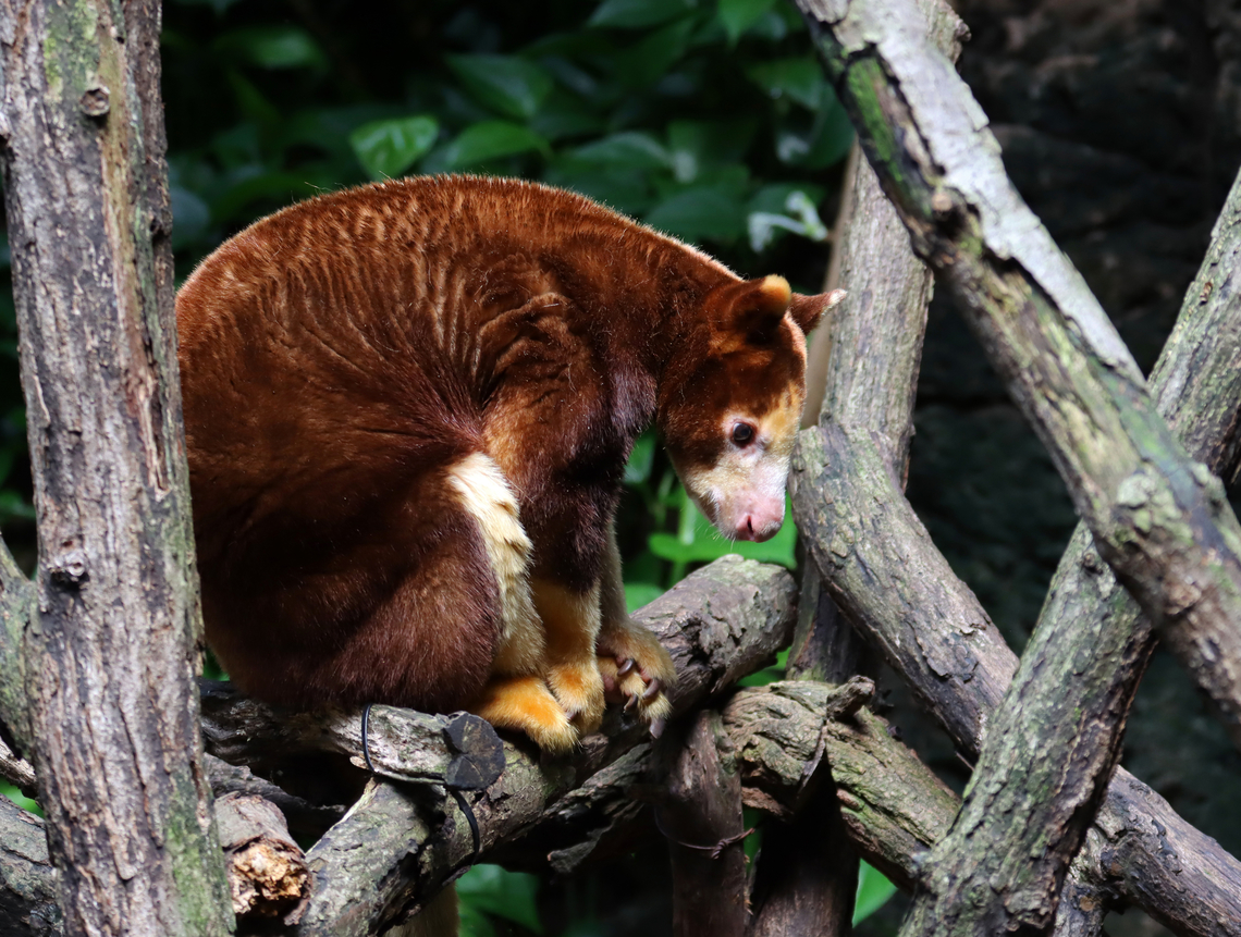 Matschies tree-kangaroo - Dendrolagus matschiei Fun fact: Instead of sweating, they lick their forearms and allow the evaporation to help cool them down.<br />
<br />
*Captive animal at the Bronx Zoo Bronx zoo,Dendrolagus,Dendrolagus matschiei,Fall,Geotagged,Matschies tree-kangaroo,United States,captive animal,tree-kangaroo