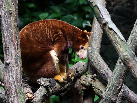 Matschies tree-kangaroo