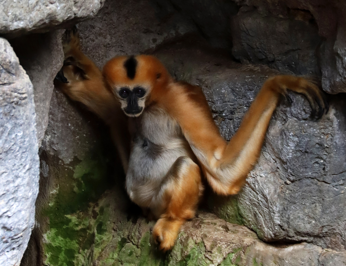 Northern white-cheeked gibbon - Nomascus leucogenys *Critically endangered species<br />
<br />
Habitat: Captive animal at The Bronx Zoo Bronx zoo,Fall,Geotagged,Nomascus leucogenys,Northern white-cheeked gibbon,United States,captive animal,gibbon,nomascus