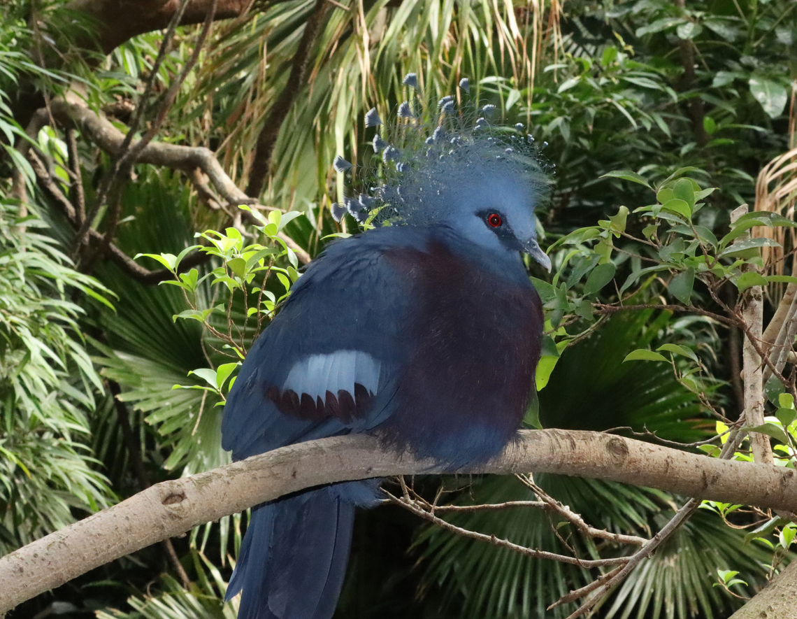 Victoria Crowned Pigeon - Goura victoria *Captive animal at The Bronx Zoo Fall,Geotagged,Goura,Goura victoria,United States,Victoria Crowned Pigeon,bronx zoo,captive animal,pigeon