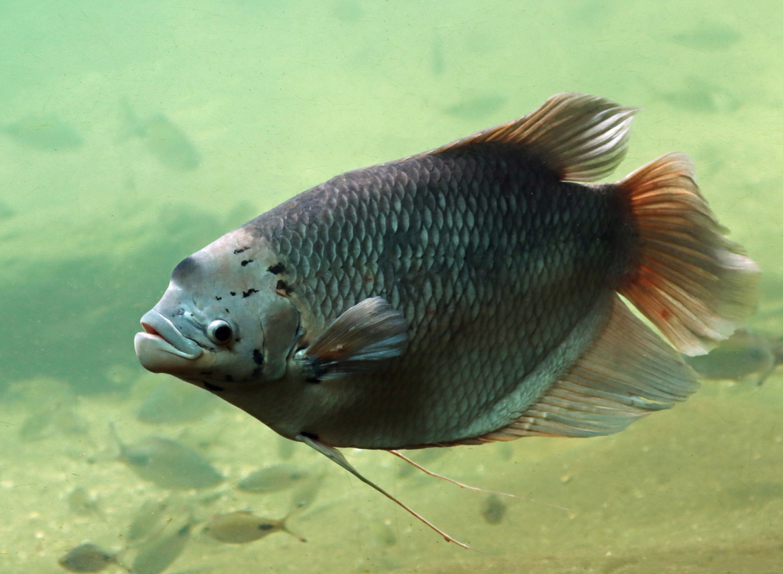 Giant gourami - Osphronemus goramy Interestingly, this species can breathe moist air and thus can survive out of water for long periods.<br />
<br />
*Captive animal at The Bronx Zoo Fall,Geotagged,Giant gourami,Osphronemus,Osphronemus goramy,United States,bronx zoo,captive animal,fish,goramy