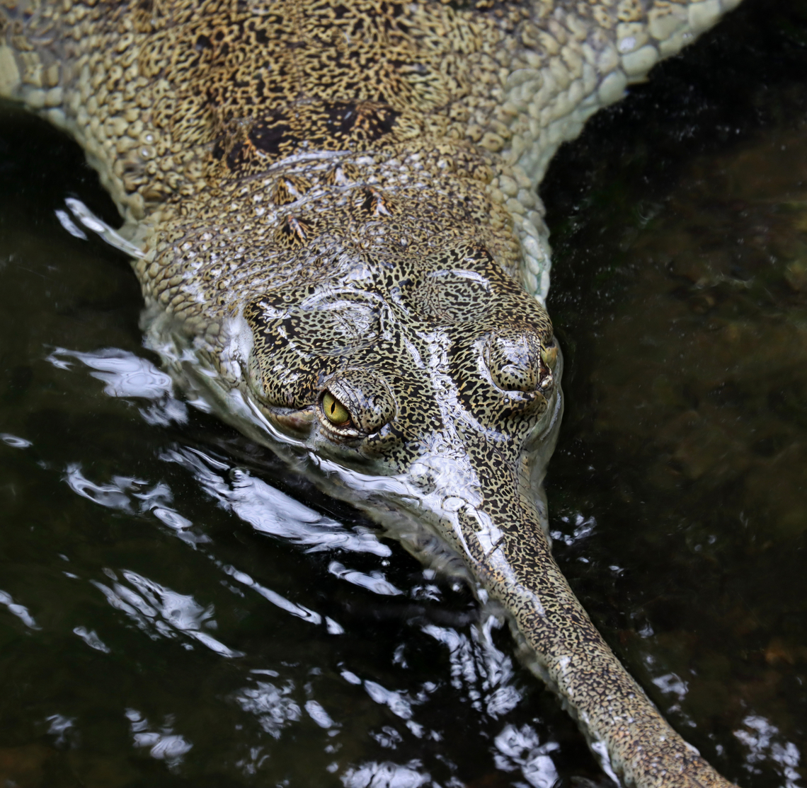 Indian Gharial - Gavialis gangeticus This species is critically endangered.<br />
<br />
*Captive animal at the Bronx Zoo<br />
<figure class="photo"><a href="https://www.jungledragon.com/image/154903/indian_gharials_-_gavialis_gangeticus.html" title="Indian Gharials - Gavialis gangeticus"><img src="https://s3.amazonaws.com/media.jungledragon.com/images/3232/154903_thumb.jpg?AWSAccessKeyId=05GMT0V3GWVNE7GGM1R2&Expires=1759968010&Signature=tlxsAd3MiMKRBzawNTadYgx%2F7bw%3D" width="200" height="134" alt="Indian Gharials - Gavialis gangeticus They have 110 interlocking teeth.<br />
<br />
*Captive animals at the Bronx Zoo<br />
https://www.jungledragon.com/image/154902/indian_gharial_-_gavialis_gangeticus.html Fall,Gavialis gangeticus,Geotagged,Gharial,United States" /></a></figure> Fall,Gavialis,Gavialis gangeticus,Geotagged,Gharial,United States,bronx zoo,captive animal,fish-eating crocodile,gavial,gharial