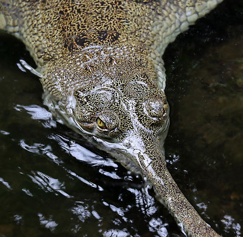 Indian Gharial - Gavialis gangeticus This species is critically endangered.

*Captive animal at the Bronx Zoo
https://www.jungledragon.com/image/154903/indian_gharials_-_gavialis_gangeticus.html Fall,Gavialis,Gavialis gangeticus,Geotagged,Gharial,United States,bronx zoo,captive animal,fish-eating crocodile,gavial,gharial