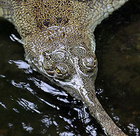 Indian Gharial - Gavialis gangeticus This species is critically endangered.<br />
<br />
*Captive animal at the Bronx Zoo<br />
https://www.jungledragon.com/image/154903/indian_gharials_-_gavialis_gangeticus.html Fall,Gavialis,Gavialis gangeticus,Geotagged,Gharial,United States,bronx zoo,captive animal,fish-eating crocodile,gavial,gharial