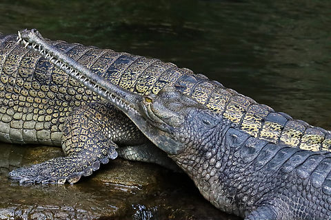 Indian Gharials - Gavialis gangeticus They have 110 interlocking teeth.

*Captive animals at the Bronx Zoo
https://www.jungledragon.com/image/154902/indian_gharial_-_gavialis_gangeticus.html Fall,Gavialis gangeticus,Geotagged,Gharial,United States