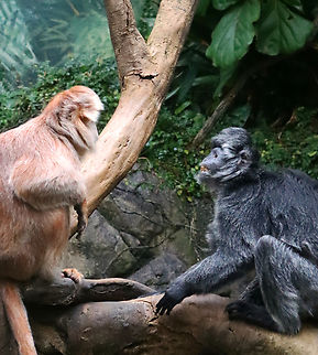 Javan Lutungs - Trachypithecus auratus, Photo 2 I watched these monkeys for quite awhile as they interacted with each other, seemingly oblivious to my presence. This is the 2nd photo in the series and shows the black lutung smiling adorably at the brown lutung.

*Captive animals at The Bronx Zoo
https://www.jungledragon.com/image/154945/javan_lutungs_-_trachypithecus_auratus_photo_1.html
https://www.jungledragon.com/image/154942/javan_lutungs_-_trachypithecus_auratus_photo_2.html
https://www.jungledragon.com/image/154944/javan_lutungs_-_trachypithecus_auratus_photo_3.html
https://www.jungledragon.com/image/154943/javan_lutungs_-_trachypithecus_auratus_photo_4.html Fall,Geotagged,Javan lutung,Trachypithecus auratus,United States