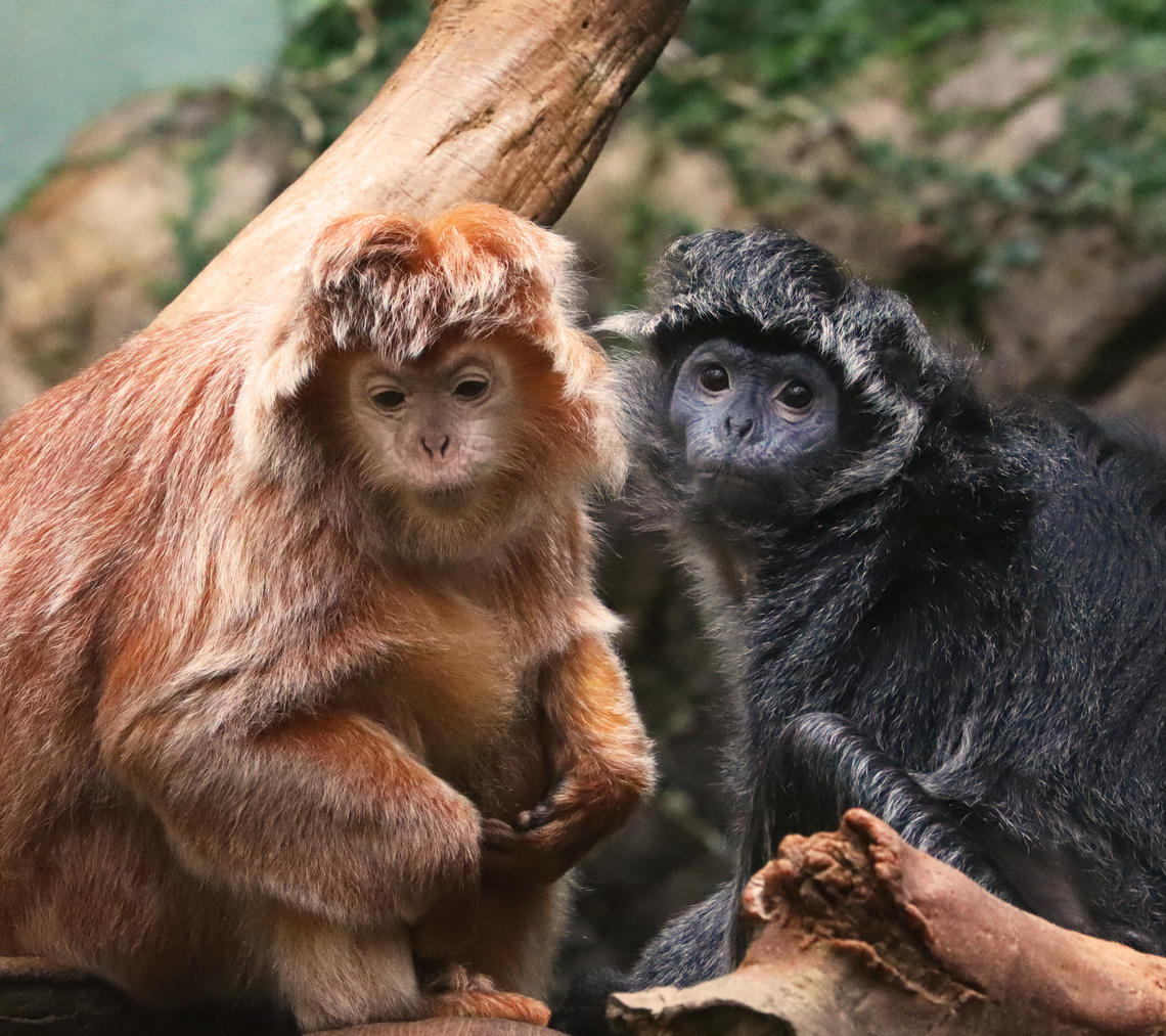 Javan Lutungs - Trachypithecus auratus, Photo 4 This is the 4th photo in the series, in which they finally noticed me watching them. They have the most beautiful faces. &lt;3<br />
<br />
*Captive animals at The Bronx Zoo<br />
<figure class="photo"><a href="https://www.jungledragon.com/image/154945/javan_lutungs_-_trachypithecus_auratus_photo_1.html" title="Javan Lutungs - Trachypithecus auratus, Photo 1"><img src="https://s3.amazonaws.com/media.jungledragon.com/images/3232/154945_thumb.jpg?AWSAccessKeyId=05GMT0V3GWVNE7GGM1R2&Expires=1767225610&Signature=CD0CR6GXOohJMomOkfBnhTyF%2BJk%3D" width="200" height="162" alt="Javan Lutungs - Trachypithecus auratus, Photo 1 I watched these monkeys for quite awhile as they interacted with each other, seemingly oblivious to my presence. This is the first photo in the series and shows the black lutung holding the brown one&#039;s hand. <br />
<br />
*Captive animals at The Bronx Zoo<br />
https://www.jungledragon.com/image/154945/javan_lutungs_-_trachypithecus_auratus_photo_1.html<br />
https://www.jungledragon.com/image/154942/javan_lutungs_-_trachypithecus_auratus_photo_2.html<br />
https://www.jungledragon.com/image/154944/javan_lutungs_-_trachypithecus_auratus_photo_3.html<br />
https://www.jungledragon.com/image/154943/javan_lutungs_-_trachypithecus_auratus_photo_4.html Bronx Zoo,Fall,Geotagged,Javan lutung,Trachypithecus,Trachypithecus auratus,United States,captive animals,lutung" /></a></figure><br />
<figure class="photo"><a href="https://www.jungledragon.com/image/154942/javan_lutungs_-_trachypithecus_auratus_photo_2.html" title="Javan Lutungs - Trachypithecus auratus, Photo 2"><img src="https://s3.amazonaws.com/media.jungledragon.com/images/3232/154942_thumb.jpg?AWSAccessKeyId=05GMT0V3GWVNE7GGM1R2&Expires=1767225610&Signature=HTAw8YkWdBgSJsE%2B8OZDtgZlClU%3D" width="138" height="152" alt="Javan Lutungs - Trachypithecus auratus, Photo 2 I watched these monkeys for quite awhile as they interacted with each other, seemingly oblivious to my presence. This is the 2nd photo in the series and shows the black lutung smiling adorably at the brown lutung.<br />
<br />
*Captive animals at The Bronx Zoo<br />
https://www.jungledragon.com/image/154945/javan_lutungs_-_trachypithecus_auratus_photo_1.html<br />
https://www.jungledragon.com/image/154942/javan_lutungs_-_trachypithecus_auratus_photo_2.html<br />
https://www.jungledragon.com/image/154944/javan_lutungs_-_trachypithecus_auratus_photo_3.html<br />
https://www.jungledragon.com/image/154943/javan_lutungs_-_trachypithecus_auratus_photo_4.html Fall,Geotagged,Javan lutung,Trachypithecus auratus,United States" /></a></figure><br />
<figure class="photo"><a href="https://www.jungledragon.com/image/154944/javan_lutungs_-_trachypithecus_auratus_photo_3.html" title="Javan Lutungs - Trachypithecus auratus, Photo 3"><img src="https://s3.amazonaws.com/media.jungledragon.com/images/3232/154944_thumb.jpg?AWSAccessKeyId=05GMT0V3GWVNE7GGM1R2&Expires=1767225610&Signature=O86PnRhsTuoZb7lpAIU2om4zRy8%3D" width="200" height="152" alt="Javan Lutungs - Trachypithecus auratus, Photo 3 This is the 3rd photo in the series and my favorite. The black lutung was stroking the brown one&#039;s face. The brown lutung was in such a state of bliss as it kept leaning into the other&#039;s hand and closing its eyes during each stroke. <br />
<br />
*Captive animals at The Bronx Zoo<br />
https://www.jungledragon.com/image/154945/javan_lutungs_-_trachypithecus_auratus_photo_1.html<br />
https://www.jungledragon.com/image/154942/javan_lutungs_-_trachypithecus_auratus_photo_2.html<br />
https://www.jungledragon.com/image/154944/javan_lutungs_-_trachypithecus_auratus_photo_3.html<br />
https://www.jungledragon.com/image/154943/javan_lutungs_-_trachypithecus_auratus_photo_4.html Fall,Geotagged,Javan lutung,Trachypithecus auratus,United States" /></a></figure><br />
<figure class="photo"><a href="https://www.jungledragon.com/image/154943/javan_lutungs_-_trachypithecus_auratus_photo_4.html" title="Javan Lutungs - Trachypithecus auratus, Photo 4"><img src="https://s3.amazonaws.com/media.jungledragon.com/images/3232/154943_thumb.jpg?AWSAccessKeyId=05GMT0V3GWVNE7GGM1R2&Expires=1767225610&Signature=okr2M7b3eKOtQHsuIauv2mMZu3s%3D" width="200" height="178" alt="Javan Lutungs - Trachypithecus auratus, Photo 4 This is the 4th photo in the series, in which they finally noticed me watching them. They have the most beautiful faces. &lt;3<br />
<br />
*Captive animals at The Bronx Zoo<br />
https://www.jungledragon.com/image/154945/javan_lutungs_-_trachypithecus_auratus_photo_1.html<br />
https://www.jungledragon.com/image/154942/javan_lutungs_-_trachypithecus_auratus_photo_2.html<br />
https://www.jungledragon.com/image/154944/javan_lutungs_-_trachypithecus_auratus_photo_3.html<br />
https://www.jungledragon.com/image/154943/javan_lutungs_-_trachypithecus_auratus_photo_4.html Fall,Geotagged,Javan lutung,Trachypithecus auratus,United States" /></a></figure> Fall,Geotagged,Javan lutung,Trachypithecus auratus,United States