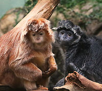 Javan Lutungs - Trachypithecus auratus, Photo 4 This is the 4th photo in the series, in which they finally noticed me watching them. They have the most beautiful faces. <3<br />
<br />
*Captive animals at The Bronx Zoo<br />
https://www.jungledragon.com/image/154945/javan_lutungs_-_trachypithecus_auratus_photo_1.html<br />
https://www.jungledragon.com/image/154942/javan_lutungs_-_trachypithecus_auratus_photo_2.html<br />
https://www.jungledragon.com/image/154944/javan_lutungs_-_trachypithecus_auratus_photo_3.html<br />
https://www.jungledragon.com/image/154943/javan_lutungs_-_trachypithecus_auratus_photo_4.html Fall,Geotagged,Javan lutung,Trachypithecus auratus,United States