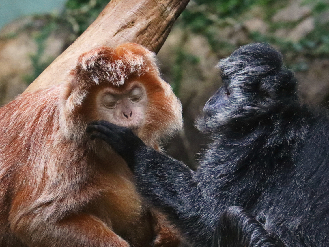 Javan Lutungs - Trachypithecus auratus, Photo 3 This is the 3rd photo in the series and my favorite. The black lutung was stroking the brown one's face. The brown lutung was in such a state of bliss as it kept leaning into the other's hand and closing its eyes during each stroke. <br />
<br />
*Captive animals at The Bronx Zoo<br />
<figure class="photo"><a href="https://www.jungledragon.com/image/154945/javan_lutungs_-_trachypithecus_auratus_photo_1.html" title="Javan Lutungs - Trachypithecus auratus, Photo 1"><img src="https://s3.amazonaws.com/media.jungledragon.com/images/3232/154945_thumb.jpg?AWSAccessKeyId=05GMT0V3GWVNE7GGM1R2&Expires=1759968010&Signature=%2BdOPGyWd6SZrlBz80W21WuXMkKg%3D" width="200" height="162" alt="Javan Lutungs - Trachypithecus auratus, Photo 1 I watched these monkeys for quite awhile as they interacted with each other, seemingly oblivious to my presence. This is the first photo in the series and shows the black lutung holding the brown one's hand. <br />
<br />
*Captive animals at The Bronx Zoo<br />
https://www.jungledragon.com/image/154945/javan_lutungs_-_trachypithecus_auratus_photo_1.html<br />
https://www.jungledragon.com/image/154942/javan_lutungs_-_trachypithecus_auratus_photo_2.html<br />
https://www.jungledragon.com/image/154944/javan_lutungs_-_trachypithecus_auratus_photo_3.html<br />
https://www.jungledragon.com/image/154943/javan_lutungs_-_trachypithecus_auratus_photo_4.html Bronx Zoo,Fall,Geotagged,Javan lutung,Trachypithecus,Trachypithecus auratus,United States,captive animals,lutung" /></a></figure><br />
<figure class="photo"><a href="https://www.jungledragon.com/image/154942/javan_lutungs_-_trachypithecus_auratus_photo_2.html" title="Javan Lutungs - Trachypithecus auratus, Photo 2"><img src="https://s3.amazonaws.com/media.jungledragon.com/images/3232/154942_thumb.jpg?AWSAccessKeyId=05GMT0V3GWVNE7GGM1R2&Expires=1759968010&Signature=E6sfeGajzcvCNMe1YJsYkoi7QkQ%3D" width="138" height="152" alt="Javan Lutungs - Trachypithecus auratus, Photo 2 I watched these monkeys for quite awhile as they interacted with each other, seemingly oblivious to my presence. This is the 2nd photo in the series and shows the black lutung smiling adorably at the brown lutung.<br />
<br />
*Captive animals at The Bronx Zoo<br />
https://www.jungledragon.com/image/154945/javan_lutungs_-_trachypithecus_auratus_photo_1.html<br />
https://www.jungledragon.com/image/154942/javan_lutungs_-_trachypithecus_auratus_photo_2.html<br />
https://www.jungledragon.com/image/154944/javan_lutungs_-_trachypithecus_auratus_photo_3.html<br />
https://www.jungledragon.com/image/154943/javan_lutungs_-_trachypithecus_auratus_photo_4.html Fall,Geotagged,Javan lutung,Trachypithecus auratus,United States" /></a></figure><br />
<figure class="photo"><a href="https://www.jungledragon.com/image/154944/javan_lutungs_-_trachypithecus_auratus_photo_3.html" title="Javan Lutungs - Trachypithecus auratus, Photo 3"><img src="https://s3.amazonaws.com/media.jungledragon.com/images/3232/154944_thumb.jpg?AWSAccessKeyId=05GMT0V3GWVNE7GGM1R2&Expires=1759968010&Signature=7YhR5ak%2B78mY2k2lM2xOg46GNXE%3D" width="200" height="152" alt="Javan Lutungs - Trachypithecus auratus, Photo 3 This is the 3rd photo in the series and my favorite. The black lutung was stroking the brown one's face. The brown lutung was in such a state of bliss as it kept leaning into the other's hand and closing its eyes during each stroke. <br />
<br />
*Captive animals at The Bronx Zoo<br />
https://www.jungledragon.com/image/154945/javan_lutungs_-_trachypithecus_auratus_photo_1.html<br />
https://www.jungledragon.com/image/154942/javan_lutungs_-_trachypithecus_auratus_photo_2.html<br />
https://www.jungledragon.com/image/154944/javan_lutungs_-_trachypithecus_auratus_photo_3.html<br />
https://www.jungledragon.com/image/154943/javan_lutungs_-_trachypithecus_auratus_photo_4.html Fall,Geotagged,Javan lutung,Trachypithecus auratus,United States" /></a></figure><br />
<figure class="photo"><a href="https://www.jungledragon.com/image/154943/javan_lutungs_-_trachypithecus_auratus_photo_4.html" title="Javan Lutungs - Trachypithecus auratus, Photo 4"><img src="https://s3.amazonaws.com/media.jungledragon.com/images/3232/154943_thumb.jpg?AWSAccessKeyId=05GMT0V3GWVNE7GGM1R2&Expires=1759968010&Signature=v6uWQAG%2Bv3ruWjxSe3NXP7i1zIs%3D" width="200" height="178" alt="Javan Lutungs - Trachypithecus auratus, Photo 4 This is the 4th photo in the series, in which they finally noticed me watching them. They have the most beautiful faces. <3<br />
<br />
*Captive animals at The Bronx Zoo<br />
https://www.jungledragon.com/image/154945/javan_lutungs_-_trachypithecus_auratus_photo_1.html<br />
https://www.jungledragon.com/image/154942/javan_lutungs_-_trachypithecus_auratus_photo_2.html<br />
https://www.jungledragon.com/image/154944/javan_lutungs_-_trachypithecus_auratus_photo_3.html<br />
https://www.jungledragon.com/image/154943/javan_lutungs_-_trachypithecus_auratus_photo_4.html Fall,Geotagged,Javan lutung,Trachypithecus auratus,United States" /></a></figure> Fall,Geotagged,Javan lutung,Trachypithecus auratus,United States