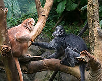 Javan Lutungs - Trachypithecus auratus, Photo 1 I watched these monkeys for quite awhile as they interacted with each other, seemingly oblivious to my presence. This is the first photo in the series and shows the black lutung holding the brown one's hand. <br />
<br />
*Captive animals at The Bronx Zoo<br />
https://www.jungledragon.com/image/154945/javan_lutungs_-_trachypithecus_auratus_photo_1.html<br />
https://www.jungledragon.com/image/154942/javan_lutungs_-_trachypithecus_auratus_photo_2.html<br />
https://www.jungledragon.com/image/154944/javan_lutungs_-_trachypithecus_auratus_photo_3.html<br />
https://www.jungledragon.com/image/154943/javan_lutungs_-_trachypithecus_auratus_photo_4.html Bronx Zoo,Fall,Geotagged,Javan lutung,Trachypithecus,Trachypithecus auratus,United States,captive animals,lutung