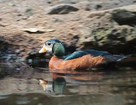 African pygmy goose - Nettapus auritus *Captive animal at the Bronx Zoo African pygmy goose,Bronx Zoo,Fall,Geotagged,Nettapus,Nettapus auritus,United States,captive animal,goose,pygmy goose