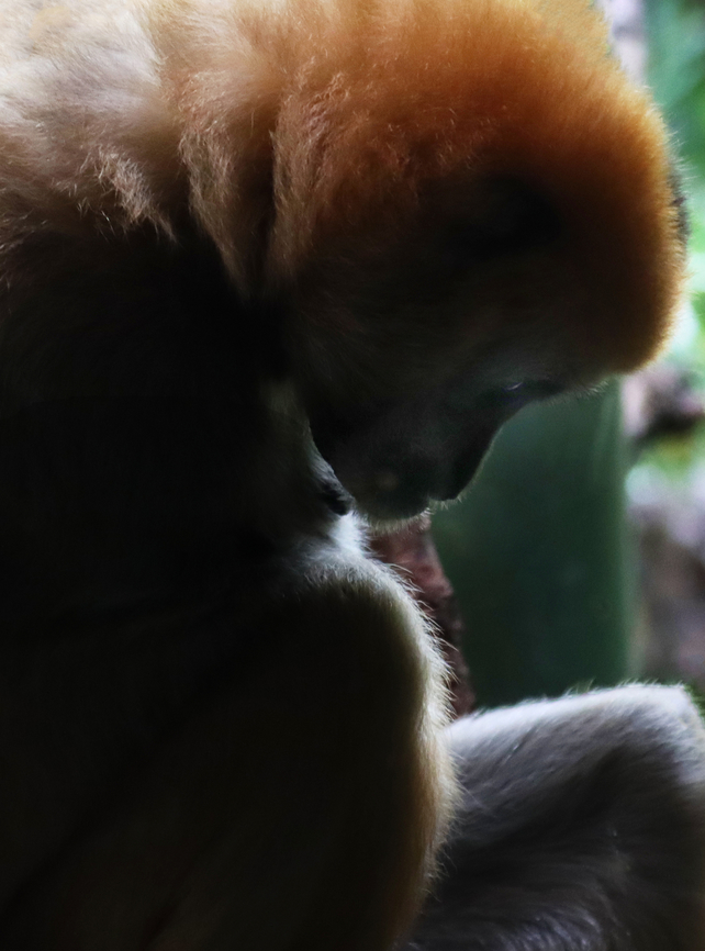 Northern white-cheeked gibbon - Nomascus leucogenys This animal seemed completely depressed. <br />
<br />
*Captive animal at The Bronx Zoo Fall,Geotagged,Nomascus,Nomascus leucogenys,Northern white-cheeked gibbon,United States,bronx zoo,captive animal,gibbon