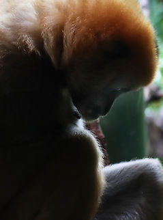Northern white-cheeked gibbon - Nomascus leucogenys This animal seemed completely depressed. 

*Captive animal at The Bronx Zoo Fall,Geotagged,Nomascus,Nomascus leucogenys,Northern white-cheeked gibbon,United States,bronx zoo,captive animal,gibbon