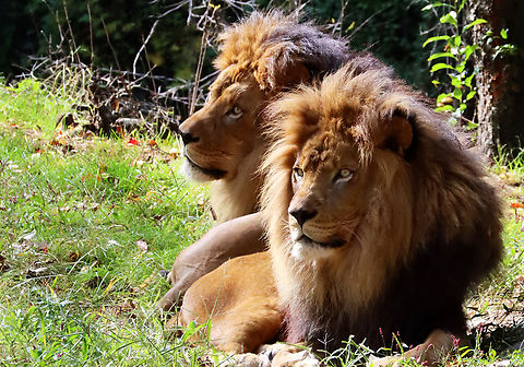 Lions - Panthera leo *Captive animals at The Bronx Zoo Fall,Geotagged,Lion,Panthera leo,United States,bronx zoo,captive animals,panthera