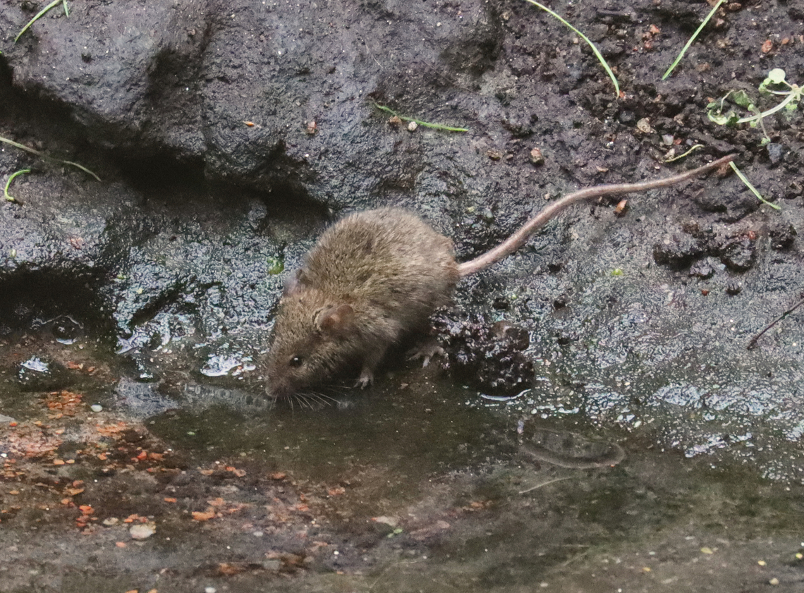 Rat - Rattus norvegicus This rat was in an exhibit at The Bronx Zoo. I don't think it was intended to be there, though. We saw many sparrows, mice, chipmunks, and rats darting in and out of the enclosures. Brown rat,Fall,Geotagged,Rattus,Rattus norvegicus,United States,bronx zoo,rat