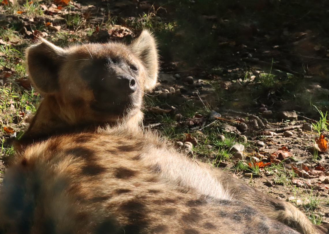 Spotted Hyena - Crocuta crocuta *Sleepy hyena at The Bronx Zoo Crocuta,Crocuta crocuta,Fall,Geotagged,Spotted Hyena,United States,bronx zoo,captive animal,hyena