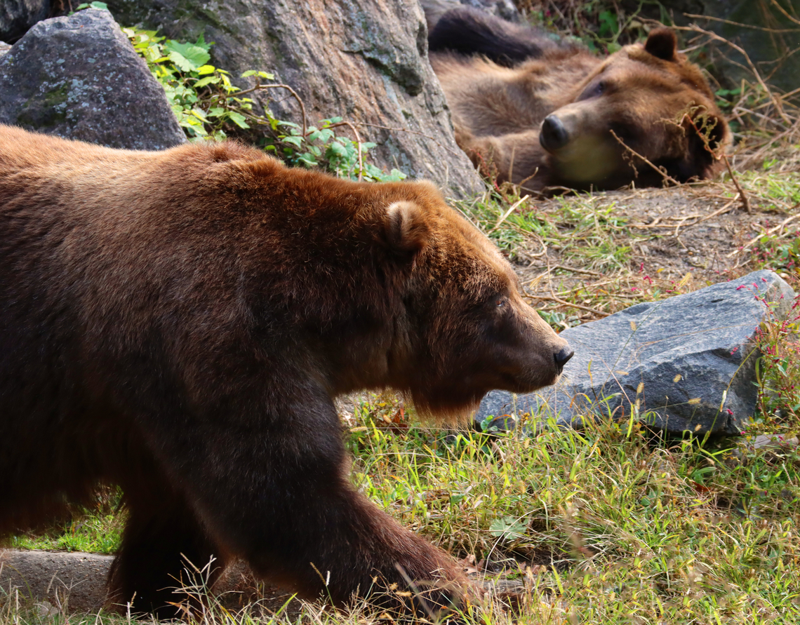 Brown Bears - Ursus arctos *Captive animals at The Bronx Zoo<br />
<figure class="photo"><a href="https://www.jungledragon.com/image/155106/brown_bears_-_ursus_arctos.html" title="Brown Bears - Ursus arctos"><img src="https://s3.amazonaws.com/media.jungledragon.com/images/3232/155106_thumb.jpg?AWSAccessKeyId=05GMT0V3GWVNE7GGM1R2&Expires=1770854410&Signature=MtliU7wSeW56q4toIqqyiXlDvUo%3D" width="200" height="158" alt="Brown Bears - Ursus arctos *Captive animals at The Bronx Zoo<br />
https://www.jungledragon.com/image/155106/brown_bears_-_ursus_arctos.html<br />
https://www.jungledragon.com/image/155110/brown_bears_-_ursus_arctos.html<br />
https://www.jungledragon.com/image/155109/brown_bear_-_ursus_arctos.html<br />
https://www.jungledragon.com/image/155108/brown_bear_-_ursus_arctos.html<br />
https://www.jungledragon.com/image/155107/brown_bear_-_ursus_arctos.html Brown Bear,Fall,Geotagged,United States,Ursus arctos" /></a></figure><br />
<figure class="photo"><a href="https://www.jungledragon.com/image/155110/brown_bear_-_ursus_arctos.html" title="Brown Bear - Ursus arctos"><img src="https://s3.amazonaws.com/media.jungledragon.com/images/3232/155110_thumb.jpg?AWSAccessKeyId=05GMT0V3GWVNE7GGM1R2&Expires=1770854410&Signature=n9%2B8jy6PYydB5u6LYW5Tw3b9TVQ%3D" width="200" height="154" alt="Brown Bear - Ursus arctos This bear was playing with its foot. <3<br />
<br />
*Captive animals at The Bronx Zoo<br />
<br />
https://www.jungledragon.com/image/155110/brown_bears_-_ursus_arctos.html<br />
https://www.jungledragon.com/image/155109/brown_bear_-_ursus_arctos.html<br />
https://www.jungledragon.com/image/155108/brown_bear_-_ursus_arctos.html<br />
https://www.jungledragon.com/image/155107/brown_bear_-_ursus_arctos.html Brown Bear,Fall,Geotagged,United States,Ursus,Ursus arctos,bear,bronx zoo,captive animals" /></a></figure><br />
<figure class="photo"><a href="https://www.jungledragon.com/image/155109/brown_bear_-_ursus_arctos.html" title="Brown Bear - Ursus arctos"><img src="https://s3.amazonaws.com/media.jungledragon.com/images/3232/155109_thumb.jpg?AWSAccessKeyId=05GMT0V3GWVNE7GGM1R2&Expires=1770854410&Signature=o4HJ0%2F0dF7Goyh3feR5W6I4AVBs%3D" width="200" height="138" alt="Brown Bear - Ursus arctos *Captive animals at The Bronx Zoo<br />
https://www.jungledragon.com/image/155110/brown_bears_-_ursus_arctos.html<br />
https://www.jungledragon.com/image/155109/brown_bear_-_ursus_arctos.html<br />
https://www.jungledragon.com/image/155108/brown_bear_-_ursus_arctos.html<br />
https://www.jungledragon.com/image/155107/brown_bear_-_ursus_arctos.html Brown Bear,Fall,Geotagged,United States,Ursus arctos" /></a></figure><br />
<figure class="photo"><a href="https://www.jungledragon.com/image/155108/brown_bear_-_ursus_arctos.html" title="Brown Bear - Ursus arctos"><img src="https://s3.amazonaws.com/media.jungledragon.com/images/3232/155108_thumb.jpg?AWSAccessKeyId=05GMT0V3GWVNE7GGM1R2&Expires=1770854410&Signature=u%2F2Nx4DgCJu8vI9NLGcDih7ymVY%3D" width="200" height="150" alt="Brown Bear - Ursus arctos Check out those claws!<br />
<br />
*Captive animals at The Bronx Zoo<br />
https://www.jungledragon.com/image/155110/brown_bears_-_ursus_arctos.html<br />
https://www.jungledragon.com/image/155109/brown_bear_-_ursus_arctos.html<br />
https://www.jungledragon.com/image/155108/brown_bear_-_ursus_arctos.html<br />
https://www.jungledragon.com/image/155107/brown_bear_-_ursus_arctos.html Brown Bear,Fall,Geotagged,United States,Ursus arctos" /></a></figure><br />
<figure class="photo"><a href="https://www.jungledragon.com/image/155107/brown_bear_-_ursus_arctos.html" title="Brown Bear - Ursus arctos"><img src="https://s3.amazonaws.com/media.jungledragon.com/images/3232/155107_thumb.jpg?AWSAccessKeyId=05GMT0V3GWVNE7GGM1R2&Expires=1770854410&Signature=8W6oPRNyhhdQUpWUP%2FztHkyQ1WU%3D" width="200" height="142" alt="Brown Bear - Ursus arctos *Captive animals at The Bronx Zoo<br />
https://www.jungledragon.com/image/155110/brown_bears_-_ursus_arctos.html<br />
https://www.jungledragon.com/image/155109/brown_bear_-_ursus_arctos.html<br />
https://www.jungledragon.com/image/155108/brown_bear_-_ursus_arctos.html<br />
https://www.jungledragon.com/image/155107/brown_bear_-_ursus_arctos.html Brown Bear,Fall,Geotagged,United States,Ursus arctos" /></a></figure> Brown Bear,Fall,Geotagged,United States,Ursus arctos