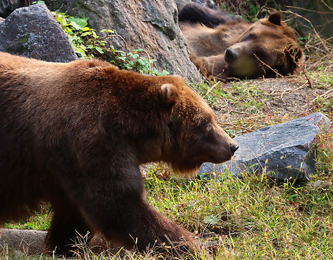 Brown Bears - Ursus arctos *Captive animals at The Bronx Zoo
https://www.jungledragon.com/image/155106/brown_bears_-_ursus_arctos.html
https://www.jungledragon.com/image/155110/brown_bears_-_ursus_arctos.html
https://www.jungledragon.com/image/155109/brown_bear_-_ursus_arctos.html
https://www.jungledragon.com/image/155108/brown_bear_-_ursus_arctos.html
https://www.jungledragon.com/image/155107/brown_bear_-_ursus_arctos.html Brown Bear,Fall,Geotagged,United States,Ursus arctos