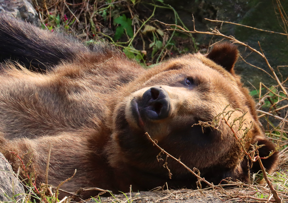 Brown Bear - Ursus arctos *Captive animals at The Bronx Zoo<br />
<figure class="photo"><a href="https://www.jungledragon.com/image/155110/brown_bear_-_ursus_arctos.html" title="Brown Bear - Ursus arctos"><img src="https://s3.amazonaws.com/media.jungledragon.com/images/3232/155110_thumb.jpg?AWSAccessKeyId=05GMT0V3GWVNE7GGM1R2&Expires=1759968010&Signature=dNB0enuJ3EtctpD9G8kGGRGm5F8%3D" width="200" height="154" alt="Brown Bear - Ursus arctos This bear was playing with its foot. &lt;3<br />
<br />
*Captive animals at The Bronx Zoo<br />
<br />
https://www.jungledragon.com/image/155110/brown_bears_-_ursus_arctos.html<br />
https://www.jungledragon.com/image/155109/brown_bear_-_ursus_arctos.html<br />
https://www.jungledragon.com/image/155108/brown_bear_-_ursus_arctos.html<br />
https://www.jungledragon.com/image/155107/brown_bear_-_ursus_arctos.html Brown Bear,Fall,Geotagged,United States,Ursus,Ursus arctos,bear,bronx zoo,captive animals" /></a></figure><br />
<figure class="photo"><a href="https://www.jungledragon.com/image/155109/brown_bear_-_ursus_arctos.html" title="Brown Bear - Ursus arctos"><img src="https://s3.amazonaws.com/media.jungledragon.com/images/3232/155109_thumb.jpg?AWSAccessKeyId=05GMT0V3GWVNE7GGM1R2&Expires=1759968010&Signature=trbvN%2FkzleXgY0UyiBZZ%2B9Kv%2BBE%3D" width="200" height="138" alt="Brown Bear - Ursus arctos *Captive animals at The Bronx Zoo<br />
https://www.jungledragon.com/image/155110/brown_bears_-_ursus_arctos.html<br />
https://www.jungledragon.com/image/155109/brown_bear_-_ursus_arctos.html<br />
https://www.jungledragon.com/image/155108/brown_bear_-_ursus_arctos.html<br />
https://www.jungledragon.com/image/155107/brown_bear_-_ursus_arctos.html Brown Bear,Fall,Geotagged,United States,Ursus arctos" /></a></figure><br />
<figure class="photo"><a href="https://www.jungledragon.com/image/155108/brown_bear_-_ursus_arctos.html" title="Brown Bear - Ursus arctos"><img src="https://s3.amazonaws.com/media.jungledragon.com/images/3232/155108_thumb.jpg?AWSAccessKeyId=05GMT0V3GWVNE7GGM1R2&Expires=1759968010&Signature=Sr6uOsoAtnc%2B%2Bnu23unXvt9J84g%3D" width="200" height="150" alt="Brown Bear - Ursus arctos Check out those claws!<br />
<br />
*Captive animals at The Bronx Zoo<br />
https://www.jungledragon.com/image/155110/brown_bears_-_ursus_arctos.html<br />
https://www.jungledragon.com/image/155109/brown_bear_-_ursus_arctos.html<br />
https://www.jungledragon.com/image/155108/brown_bear_-_ursus_arctos.html<br />
https://www.jungledragon.com/image/155107/brown_bear_-_ursus_arctos.html Brown Bear,Fall,Geotagged,United States,Ursus arctos" /></a></figure><br />
<figure class="photo"><a href="https://www.jungledragon.com/image/155107/brown_bear_-_ursus_arctos.html" title="Brown Bear - Ursus arctos"><img src="https://s3.amazonaws.com/media.jungledragon.com/images/3232/155107_thumb.jpg?AWSAccessKeyId=05GMT0V3GWVNE7GGM1R2&Expires=1759968010&Signature=KJDWg5xjlyvS7z7IpVZCE8o8oiM%3D" width="200" height="142" alt="Brown Bear - Ursus arctos *Captive animals at The Bronx Zoo<br />
https://www.jungledragon.com/image/155110/brown_bears_-_ursus_arctos.html<br />
https://www.jungledragon.com/image/155109/brown_bear_-_ursus_arctos.html<br />
https://www.jungledragon.com/image/155108/brown_bear_-_ursus_arctos.html<br />
https://www.jungledragon.com/image/155107/brown_bear_-_ursus_arctos.html Brown Bear,Fall,Geotagged,United States,Ursus arctos" /></a></figure> Brown Bear,Fall,Geotagged,United States,Ursus arctos