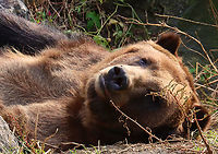 Brown Bear - Ursus arctos *Captive animals at The Bronx Zoo<br />
https://www.jungledragon.com/image/155110/brown_bears_-_ursus_arctos.html<br />
https://www.jungledragon.com/image/155109/brown_bear_-_ursus_arctos.html<br />
https://www.jungledragon.com/image/155108/brown_bear_-_ursus_arctos.html<br />
https://www.jungledragon.com/image/155107/brown_bear_-_ursus_arctos.html Brown Bear,Fall,Geotagged,United States,Ursus arctos