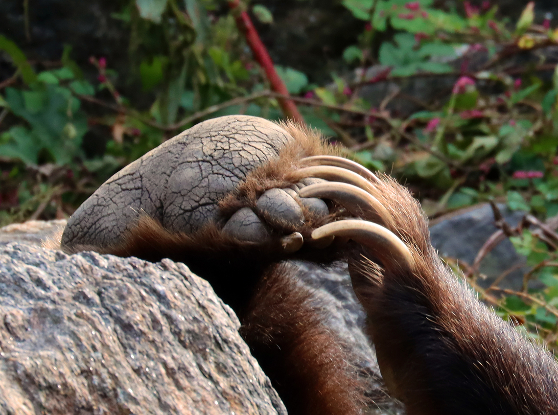 Brown Bear - Ursus arctos Check out those claws!<br />
<br />
*Captive animals at The Bronx Zoo<br />
<figure class="photo"><a href="https://www.jungledragon.com/image/155110/brown_bear_-_ursus_arctos.html" title="Brown Bear - Ursus arctos"><img src="https://s3.amazonaws.com/media.jungledragon.com/images/3232/155110_thumb.jpg?AWSAccessKeyId=05GMT0V3GWVNE7GGM1R2&Expires=1767225610&Signature=n0zb0LkTKdyNeBUPO2lWYAwTbnE%3D" width="200" height="154" alt="Brown Bear - Ursus arctos This bear was playing with its foot. &lt;3<br />
<br />
*Captive animals at The Bronx Zoo<br />
<br />
https://www.jungledragon.com/image/155110/brown_bears_-_ursus_arctos.html<br />
https://www.jungledragon.com/image/155109/brown_bear_-_ursus_arctos.html<br />
https://www.jungledragon.com/image/155108/brown_bear_-_ursus_arctos.html<br />
https://www.jungledragon.com/image/155107/brown_bear_-_ursus_arctos.html Brown Bear,Fall,Geotagged,United States,Ursus,Ursus arctos,bear,bronx zoo,captive animals" /></a></figure><br />
<figure class="photo"><a href="https://www.jungledragon.com/image/155109/brown_bear_-_ursus_arctos.html" title="Brown Bear - Ursus arctos"><img src="https://s3.amazonaws.com/media.jungledragon.com/images/3232/155109_thumb.jpg?AWSAccessKeyId=05GMT0V3GWVNE7GGM1R2&Expires=1767225610&Signature=l4wlgG0GBtDr1XsO7pKQ2qtifNA%3D" width="200" height="138" alt="Brown Bear - Ursus arctos *Captive animals at The Bronx Zoo<br />
https://www.jungledragon.com/image/155110/brown_bears_-_ursus_arctos.html<br />
https://www.jungledragon.com/image/155109/brown_bear_-_ursus_arctos.html<br />
https://www.jungledragon.com/image/155108/brown_bear_-_ursus_arctos.html<br />
https://www.jungledragon.com/image/155107/brown_bear_-_ursus_arctos.html Brown Bear,Fall,Geotagged,United States,Ursus arctos" /></a></figure><br />
<figure class="photo"><a href="https://www.jungledragon.com/image/155108/brown_bear_-_ursus_arctos.html" title="Brown Bear - Ursus arctos"><img src="https://s3.amazonaws.com/media.jungledragon.com/images/3232/155108_thumb.jpg?AWSAccessKeyId=05GMT0V3GWVNE7GGM1R2&Expires=1767225610&Signature=UFYw7OPu7jcFMRDzXYKPb0B974w%3D" width="200" height="150" alt="Brown Bear - Ursus arctos Check out those claws!<br />
<br />
*Captive animals at The Bronx Zoo<br />
https://www.jungledragon.com/image/155110/brown_bears_-_ursus_arctos.html<br />
https://www.jungledragon.com/image/155109/brown_bear_-_ursus_arctos.html<br />
https://www.jungledragon.com/image/155108/brown_bear_-_ursus_arctos.html<br />
https://www.jungledragon.com/image/155107/brown_bear_-_ursus_arctos.html Brown Bear,Fall,Geotagged,United States,Ursus arctos" /></a></figure><br />
<figure class="photo"><a href="https://www.jungledragon.com/image/155107/brown_bear_-_ursus_arctos.html" title="Brown Bear - Ursus arctos"><img src="https://s3.amazonaws.com/media.jungledragon.com/images/3232/155107_thumb.jpg?AWSAccessKeyId=05GMT0V3GWVNE7GGM1R2&Expires=1767225610&Signature=9igDhw9tVqV00Zbd9fSg2EToZgw%3D" width="200" height="142" alt="Brown Bear - Ursus arctos *Captive animals at The Bronx Zoo<br />
https://www.jungledragon.com/image/155110/brown_bears_-_ursus_arctos.html<br />
https://www.jungledragon.com/image/155109/brown_bear_-_ursus_arctos.html<br />
https://www.jungledragon.com/image/155108/brown_bear_-_ursus_arctos.html<br />
https://www.jungledragon.com/image/155107/brown_bear_-_ursus_arctos.html Brown Bear,Fall,Geotagged,United States,Ursus arctos" /></a></figure> Brown Bear,Fall,Geotagged,United States,Ursus arctos
