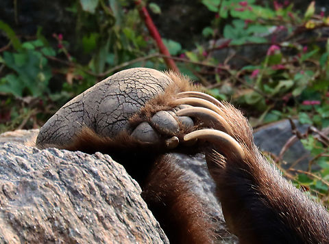 Brown Bear - Ursus arctos Check out those claws!

*Captive animals at The Bronx Zoo
https://www.jungledragon.com/image/155110/brown_bears_-_ursus_arctos.html
https://www.jungledragon.com/image/155109/brown_bear_-_ursus_arctos.html
https://www.jungledragon.com/image/155108/brown_bear_-_ursus_arctos.html
https://www.jungledragon.com/image/155107/brown_bear_-_ursus_arctos.html Brown Bear,Fall,Geotagged,United States,Ursus arctos