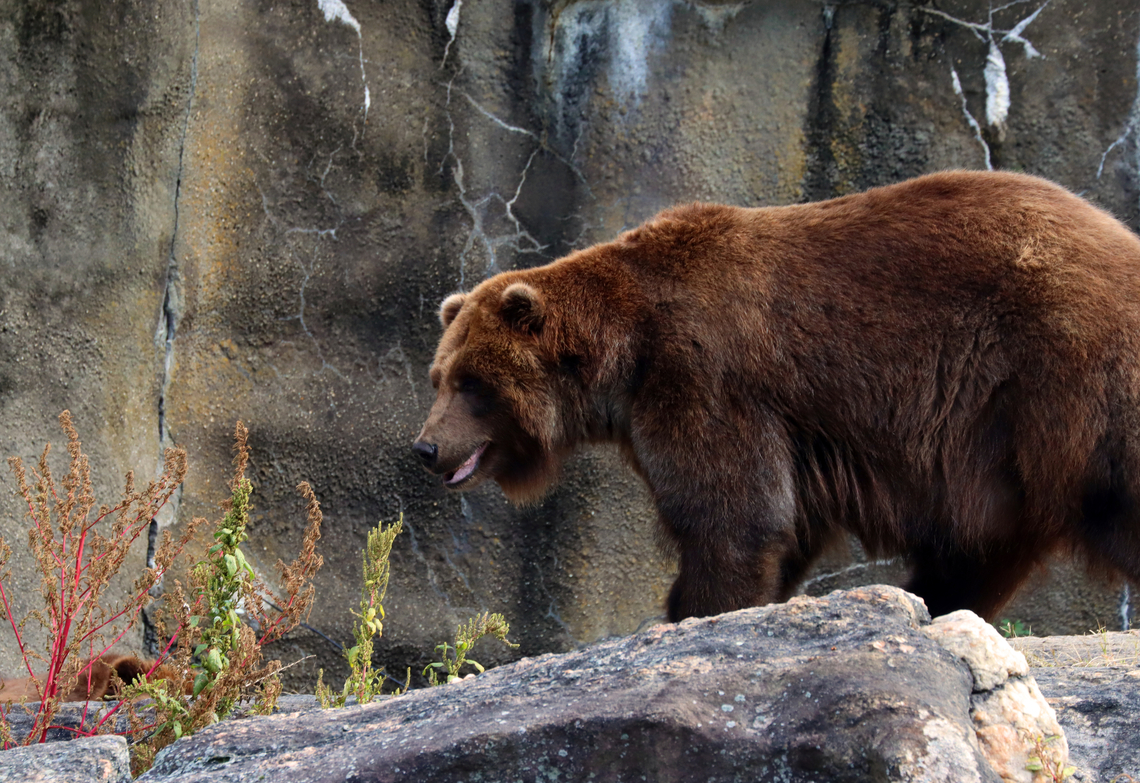 Brown Bear - Ursus arctos *Captive animals at The Bronx Zoo<br />
<figure class="photo"><a href="https://www.jungledragon.com/image/155110/brown_bear_-_ursus_arctos.html" title="Brown Bear - Ursus arctos"><img src="https://s3.amazonaws.com/media.jungledragon.com/images/3232/155110_thumb.jpg?AWSAccessKeyId=05GMT0V3GWVNE7GGM1R2&Expires=1759968010&Signature=dNB0enuJ3EtctpD9G8kGGRGm5F8%3D" width="200" height="154" alt="Brown Bear - Ursus arctos This bear was playing with its foot. &lt;3<br />
<br />
*Captive animals at The Bronx Zoo<br />
<br />
https://www.jungledragon.com/image/155110/brown_bears_-_ursus_arctos.html<br />
https://www.jungledragon.com/image/155109/brown_bear_-_ursus_arctos.html<br />
https://www.jungledragon.com/image/155108/brown_bear_-_ursus_arctos.html<br />
https://www.jungledragon.com/image/155107/brown_bear_-_ursus_arctos.html Brown Bear,Fall,Geotagged,United States,Ursus,Ursus arctos,bear,bronx zoo,captive animals" /></a></figure><br />
<figure class="photo"><a href="https://www.jungledragon.com/image/155109/brown_bear_-_ursus_arctos.html" title="Brown Bear - Ursus arctos"><img src="https://s3.amazonaws.com/media.jungledragon.com/images/3232/155109_thumb.jpg?AWSAccessKeyId=05GMT0V3GWVNE7GGM1R2&Expires=1759968010&Signature=trbvN%2FkzleXgY0UyiBZZ%2B9Kv%2BBE%3D" width="200" height="138" alt="Brown Bear - Ursus arctos *Captive animals at The Bronx Zoo<br />
https://www.jungledragon.com/image/155110/brown_bears_-_ursus_arctos.html<br />
https://www.jungledragon.com/image/155109/brown_bear_-_ursus_arctos.html<br />
https://www.jungledragon.com/image/155108/brown_bear_-_ursus_arctos.html<br />
https://www.jungledragon.com/image/155107/brown_bear_-_ursus_arctos.html Brown Bear,Fall,Geotagged,United States,Ursus arctos" /></a></figure><br />
<figure class="photo"><a href="https://www.jungledragon.com/image/155108/brown_bear_-_ursus_arctos.html" title="Brown Bear - Ursus arctos"><img src="https://s3.amazonaws.com/media.jungledragon.com/images/3232/155108_thumb.jpg?AWSAccessKeyId=05GMT0V3GWVNE7GGM1R2&Expires=1759968010&Signature=Sr6uOsoAtnc%2B%2Bnu23unXvt9J84g%3D" width="200" height="150" alt="Brown Bear - Ursus arctos Check out those claws!<br />
<br />
*Captive animals at The Bronx Zoo<br />
https://www.jungledragon.com/image/155110/brown_bears_-_ursus_arctos.html<br />
https://www.jungledragon.com/image/155109/brown_bear_-_ursus_arctos.html<br />
https://www.jungledragon.com/image/155108/brown_bear_-_ursus_arctos.html<br />
https://www.jungledragon.com/image/155107/brown_bear_-_ursus_arctos.html Brown Bear,Fall,Geotagged,United States,Ursus arctos" /></a></figure><br />
<figure class="photo"><a href="https://www.jungledragon.com/image/155107/brown_bear_-_ursus_arctos.html" title="Brown Bear - Ursus arctos"><img src="https://s3.amazonaws.com/media.jungledragon.com/images/3232/155107_thumb.jpg?AWSAccessKeyId=05GMT0V3GWVNE7GGM1R2&Expires=1759968010&Signature=KJDWg5xjlyvS7z7IpVZCE8o8oiM%3D" width="200" height="142" alt="Brown Bear - Ursus arctos *Captive animals at The Bronx Zoo<br />
https://www.jungledragon.com/image/155110/brown_bears_-_ursus_arctos.html<br />
https://www.jungledragon.com/image/155109/brown_bear_-_ursus_arctos.html<br />
https://www.jungledragon.com/image/155108/brown_bear_-_ursus_arctos.html<br />
https://www.jungledragon.com/image/155107/brown_bear_-_ursus_arctos.html Brown Bear,Fall,Geotagged,United States,Ursus arctos" /></a></figure> Brown Bear,Fall,Geotagged,United States,Ursus arctos
