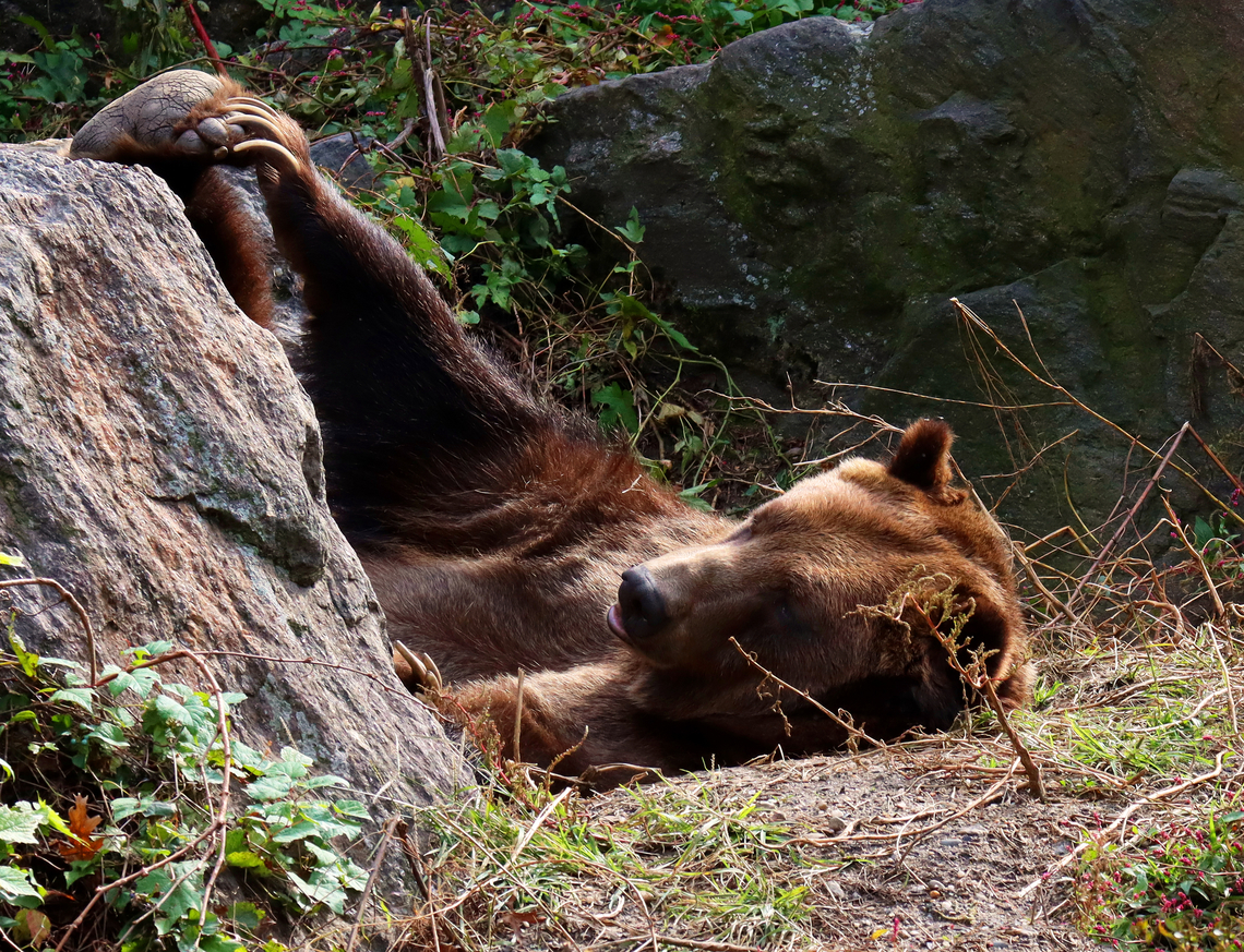Brown Bear - Ursus arctos This bear was playing with its foot. &lt;3<br />
<br />
*Captive animals at The Bronx Zoo<br />
<br />
<figure class="photo"><a href="https://www.jungledragon.com/image/155110/brown_bear_-_ursus_arctos.html" title="Brown Bear - Ursus arctos"><img src="https://s3.amazonaws.com/media.jungledragon.com/images/3232/155110_thumb.jpg?AWSAccessKeyId=05GMT0V3GWVNE7GGM1R2&Expires=1759968010&Signature=dNB0enuJ3EtctpD9G8kGGRGm5F8%3D" width="200" height="154" alt="Brown Bear - Ursus arctos This bear was playing with its foot. &lt;3<br />
<br />
*Captive animals at The Bronx Zoo<br />
<br />
https://www.jungledragon.com/image/155110/brown_bears_-_ursus_arctos.html<br />
https://www.jungledragon.com/image/155109/brown_bear_-_ursus_arctos.html<br />
https://www.jungledragon.com/image/155108/brown_bear_-_ursus_arctos.html<br />
https://www.jungledragon.com/image/155107/brown_bear_-_ursus_arctos.html Brown Bear,Fall,Geotagged,United States,Ursus,Ursus arctos,bear,bronx zoo,captive animals" /></a></figure><br />
<figure class="photo"><a href="https://www.jungledragon.com/image/155109/brown_bear_-_ursus_arctos.html" title="Brown Bear - Ursus arctos"><img src="https://s3.amazonaws.com/media.jungledragon.com/images/3232/155109_thumb.jpg?AWSAccessKeyId=05GMT0V3GWVNE7GGM1R2&Expires=1759968010&Signature=trbvN%2FkzleXgY0UyiBZZ%2B9Kv%2BBE%3D" width="200" height="138" alt="Brown Bear - Ursus arctos *Captive animals at The Bronx Zoo<br />
https://www.jungledragon.com/image/155110/brown_bears_-_ursus_arctos.html<br />
https://www.jungledragon.com/image/155109/brown_bear_-_ursus_arctos.html<br />
https://www.jungledragon.com/image/155108/brown_bear_-_ursus_arctos.html<br />
https://www.jungledragon.com/image/155107/brown_bear_-_ursus_arctos.html Brown Bear,Fall,Geotagged,United States,Ursus arctos" /></a></figure><br />
<figure class="photo"><a href="https://www.jungledragon.com/image/155108/brown_bear_-_ursus_arctos.html" title="Brown Bear - Ursus arctos"><img src="https://s3.amazonaws.com/media.jungledragon.com/images/3232/155108_thumb.jpg?AWSAccessKeyId=05GMT0V3GWVNE7GGM1R2&Expires=1759968010&Signature=Sr6uOsoAtnc%2B%2Bnu23unXvt9J84g%3D" width="200" height="150" alt="Brown Bear - Ursus arctos Check out those claws!<br />
<br />
*Captive animals at The Bronx Zoo<br />
https://www.jungledragon.com/image/155110/brown_bears_-_ursus_arctos.html<br />
https://www.jungledragon.com/image/155109/brown_bear_-_ursus_arctos.html<br />
https://www.jungledragon.com/image/155108/brown_bear_-_ursus_arctos.html<br />
https://www.jungledragon.com/image/155107/brown_bear_-_ursus_arctos.html Brown Bear,Fall,Geotagged,United States,Ursus arctos" /></a></figure><br />
<figure class="photo"><a href="https://www.jungledragon.com/image/155107/brown_bear_-_ursus_arctos.html" title="Brown Bear - Ursus arctos"><img src="https://s3.amazonaws.com/media.jungledragon.com/images/3232/155107_thumb.jpg?AWSAccessKeyId=05GMT0V3GWVNE7GGM1R2&Expires=1759968010&Signature=KJDWg5xjlyvS7z7IpVZCE8o8oiM%3D" width="200" height="142" alt="Brown Bear - Ursus arctos *Captive animals at The Bronx Zoo<br />
https://www.jungledragon.com/image/155110/brown_bears_-_ursus_arctos.html<br />
https://www.jungledragon.com/image/155109/brown_bear_-_ursus_arctos.html<br />
https://www.jungledragon.com/image/155108/brown_bear_-_ursus_arctos.html<br />
https://www.jungledragon.com/image/155107/brown_bear_-_ursus_arctos.html Brown Bear,Fall,Geotagged,United States,Ursus arctos" /></a></figure> Brown Bear,Fall,Geotagged,United States,Ursus,Ursus arctos,bear,bronx zoo,captive animals