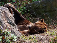 Brown Bear - Ursus arctos This bear was playing with its foot. <3<br />
<br />
*Captive animals at The Bronx Zoo<br />
<br />
https://www.jungledragon.com/image/155110/brown_bears_-_ursus_arctos.html<br />
https://www.jungledragon.com/image/155109/brown_bear_-_ursus_arctos.html<br />
https://www.jungledragon.com/image/155108/brown_bear_-_ursus_arctos.html<br />
https://www.jungledragon.com/image/155107/brown_bear_-_ursus_arctos.html Brown Bear,Fall,Geotagged,United States,Ursus,Ursus arctos,bear,bronx zoo,captive animals