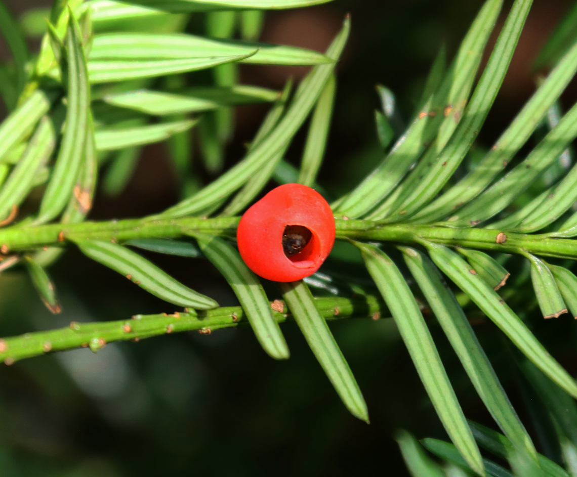 Yew - Taxus sp., probably Taxus canadensis  Canada Yew,Fall,Geotagged,Taxus,Taxus canadensis,United States,yew
