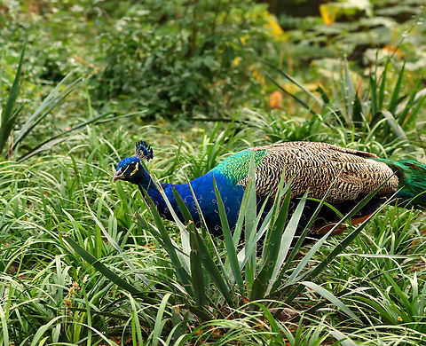 Peacock - Pavo cristatus Peacocks roam freely throughout the zoo, which made me wonder if any ever escape. But, I just read that they do:
https://abc7ny.com/peacock-bronx-zoo-in-tree-mott-haven/13190061/

*Captive animal at The Bronx Zoo
https://www.jungledragon.com/image/155181/peacock_-_pavo_cristatus.html
https://www.jungledragon.com/image/155185/peacock_-_pavo_cristatus.html
https://www.jungledragon.com/image/155182/peacock_-_pavo_cristatus.html Fall,Geotagged,Indian peafowl,Pavo,Pavo cristatus,United States,bronx zoo,captive animal,peacock,peafowl