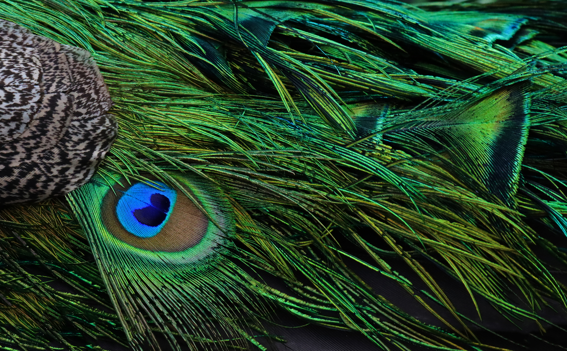 Peacock - Pavo cristatus Peacocks roam freely throughout the zoo, which made me wonder if any ever escape. But, I just read that they do:<br />
<a href="https://abc7ny.com/peacock-bronx-zoo-in-tree-mott-haven/13190061/" rel="nofollow">https://abc7ny.com/peacock-bronx-zoo-in-tree-mott-haven/13190061/</a><br />
<br />
*Captive animal at The Bronx Zoo<br />
<figure class="photo"><a href="https://www.jungledragon.com/image/155181/peacock_-_pavo_cristatus.html" title="Peacock - Pavo cristatus"><img src="https://s3.amazonaws.com/media.jungledragon.com/images/3232/155181_thumb.jpg?AWSAccessKeyId=05GMT0V3GWVNE7GGM1R2&Expires=1759968010&Signature=AzBxReUMXxi8duWmLToizxpp%2ByY%3D" width="200" height="164" alt="Peacock - Pavo cristatus Peacocks roam freely throughout the zoo, which made me wonder if any ever escape. But, I just read that they do:<br />
https://abc7ny.com/peacock-bronx-zoo-in-tree-mott-haven/13190061/<br />
<br />
*Captive animal at The Bronx Zoo<br />
https://www.jungledragon.com/image/155181/peacock_-_pavo_cristatus.html<br />
https://www.jungledragon.com/image/155185/peacock_-_pavo_cristatus.html<br />
https://www.jungledragon.com/image/155182/peacock_-_pavo_cristatus.html Fall,Geotagged,Indian peafowl,Pavo,Pavo cristatus,United States,bronx zoo,captive animal,peacock,peafowl" /></a></figure><br />
<figure class="photo"><a href="https://www.jungledragon.com/image/155185/peacock_-_pavo_cristatus.html" title="Peacock - Pavo cristatus"><img src="https://s3.amazonaws.com/media.jungledragon.com/images/3232/155185_thumb.jpg?AWSAccessKeyId=05GMT0V3GWVNE7GGM1R2&Expires=1759968010&Signature=fhRmm9p8i2XJmAVXkSllmtnorik%3D" width="200" height="172" alt="Peacock - Pavo cristatus Peacocks roam freely throughout the zoo, which made me wonder if any ever escape. But, I just read that they do:<br />
https://abc7ny.com/peacock-bronx-zoo-in-tree-mott-haven/13190061/<br />
<br />
*Captive animal at The Bronx Zoo<br />
https://www.jungledragon.com/image/155181/peacock_-_pavo_cristatus.html<br />
https://www.jungledragon.com/image/155185/peacock_-_pavo_cristatus.html<br />
https://www.jungledragon.com/image/155182/peacock_-_pavo_cristatus.html Fall,Geotagged,Indian peafowl,Pavo cristatus,United States" /></a></figure><br />
<figure class="photo"><a href="https://www.jungledragon.com/image/155182/peacock_-_pavo_cristatus.html" title="Peacock - Pavo cristatus"><img src="https://s3.amazonaws.com/media.jungledragon.com/images/3232/155182_thumb.jpg?AWSAccessKeyId=05GMT0V3GWVNE7GGM1R2&Expires=1759968010&Signature=JV55zfngR7cPWCTnHqaNe%2Btd5Qg%3D" width="200" height="124" alt="Peacock - Pavo cristatus Peacocks roam freely throughout the zoo, which made me wonder if any ever escape. But, I just read that they do:<br />
https://abc7ny.com/peacock-bronx-zoo-in-tree-mott-haven/13190061/<br />
<br />
*Captive animal at The Bronx Zoo<br />
https://www.jungledragon.com/image/155181/peacock_-_pavo_cristatus.html<br />
https://www.jungledragon.com/image/155185/peacock_-_pavo_cristatus.html<br />
https://www.jungledragon.com/image/155182/peacock_-_pavo_cristatus.html Fall,Geotagged,Indian peafowl,Pavo cristatus,United States" /></a></figure> Fall,Geotagged,Indian peafowl,Pavo cristatus,United States