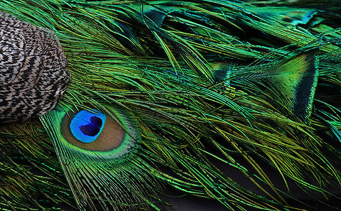 Peacock - Pavo cristatus Peacocks roam freely throughout the zoo, which made me wonder if any ever escape. But, I just read that they do:
https://abc7ny.com/peacock-bronx-zoo-in-tree-mott-haven/13190061/

*Captive animal at The Bronx Zoo
https://www.jungledragon.com/image/155181/peacock_-_pavo_cristatus.html
https://www.jungledragon.com/image/155185/peacock_-_pavo_cristatus.html
https://www.jungledragon.com/image/155182/peacock_-_pavo_cristatus.html Fall,Geotagged,Indian peafowl,Pavo cristatus,United States