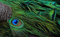 Peacock - Pavo cristatus Peacocks roam freely throughout the zoo, which made me wonder if any ever escape. But, I just read that they do:<br />
https://abc7ny.com/peacock-bronx-zoo-in-tree-mott-haven/13190061/<br />
<br />
*Captive animal at The Bronx Zoo<br />
https://www.jungledragon.com/image/155181/peacock_-_pavo_cristatus.html<br />
https://www.jungledragon.com/image/155185/peacock_-_pavo_cristatus.html<br />
https://www.jungledragon.com/image/155182/peacock_-_pavo_cristatus.html Fall,Geotagged,Indian peafowl,Pavo cristatus,United States