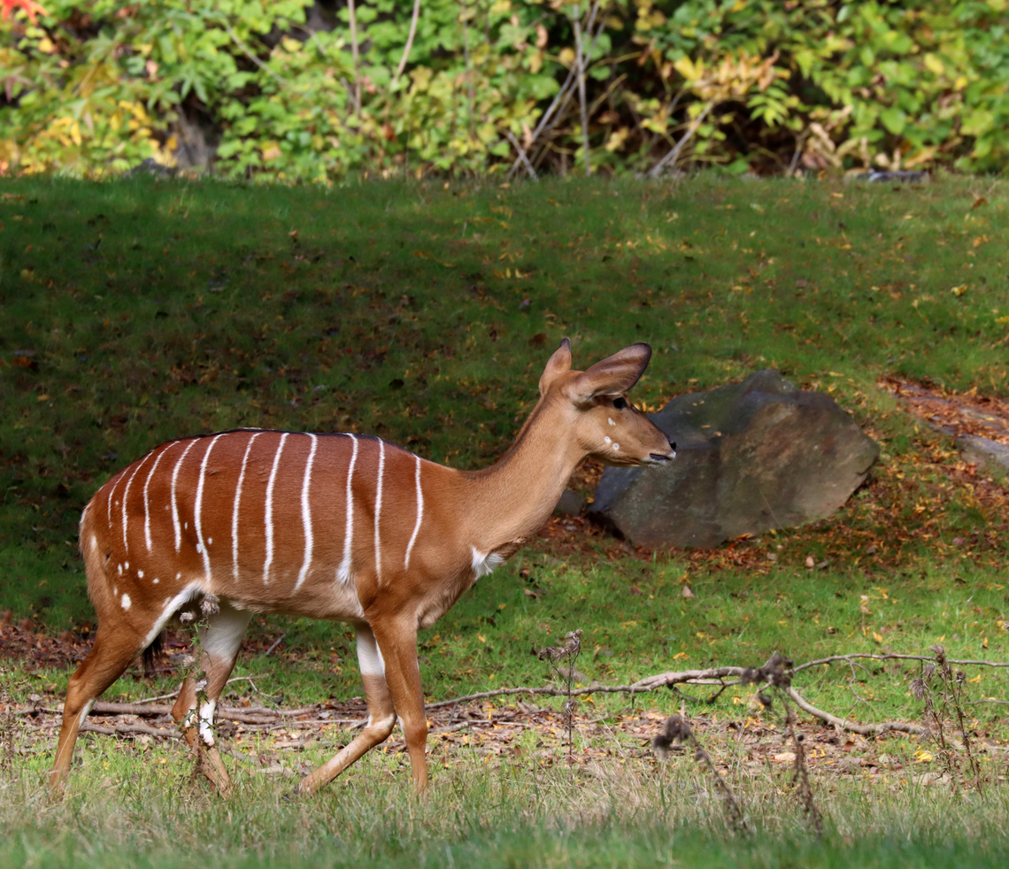 Nyala - Nyala angasii/Tragelaphus angasii *Captive animal at The Bronx Zoo<br />
<figure class="photo"><a href="https://www.jungledragon.com/image/155184/nyala_-_nyala_angasiitragelaphus_angasii.html" title="Nyala - Nyala angasii/Tragelaphus angasii"><img src="https://s3.amazonaws.com/media.jungledragon.com/images/3232/155184_thumb.jpg?AWSAccessKeyId=05GMT0V3GWVNE7GGM1R2&Expires=1767225610&Signature=YGOoKyN09N2BJ2LoaX8cKUR%2BUbg%3D" width="200" height="174" alt="Nyala - Nyala angasii/Tragelaphus angasii *Captive animal at The Bronx Zoo<br />
https://www.jungledragon.com/image/155183/nyala_-_nyala_angasiitragelaphus_angasii.html Fall,Geotagged,Nyala,Nyala angasii,United States" /></a></figure> Fall,Geotagged,Nyala,Nyala angasii,Tragelaphus,Tragelaphus angasii,United States,bronx zoo,captive animal