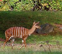 Nyala - Nyala angasii/Tragelaphus angasii *Captive animal at The Bronx Zoo<br />
https://www.jungledragon.com/image/155184/nyala_-_nyala_angasiitragelaphus_angasii.html Fall,Geotagged,Nyala,Nyala angasii,Tragelaphus,Tragelaphus angasii,United States,bronx zoo,captive animal