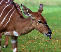 Nyala - Nyala angasii/Tragelaphus angasii *Captive animal at The Bronx Zoo<br />
https://www.jungledragon.com/image/155183/nyala_-_nyala_angasiitragelaphus_angasii.html Fall,Geotagged,Nyala,Nyala angasii,United States