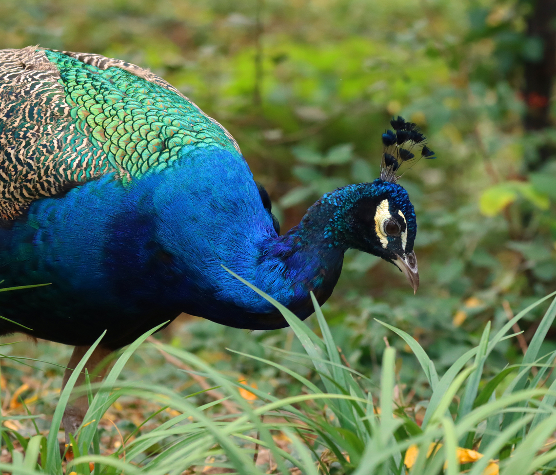 Peacock - Pavo cristatus Peacocks roam freely throughout the zoo, which made me wonder if any ever escape. But, I just read that they do:<br />
<a href="https://abc7ny.com/peacock-bronx-zoo-in-tree-mott-haven/13190061/" rel="nofollow">https://abc7ny.com/peacock-bronx-zoo-in-tree-mott-haven/13190061/</a><br />
<br />
*Captive animal at The Bronx Zoo<br />
<figure class="photo"><a href="https://www.jungledragon.com/image/155181/peacock_-_pavo_cristatus.html" title="Peacock - Pavo cristatus"><img src="https://s3.amazonaws.com/media.jungledragon.com/images/3232/155181_thumb.jpg?AWSAccessKeyId=05GMT0V3GWVNE7GGM1R2&Expires=1759968010&Signature=AzBxReUMXxi8duWmLToizxpp%2ByY%3D" width="200" height="164" alt="Peacock - Pavo cristatus Peacocks roam freely throughout the zoo, which made me wonder if any ever escape. But, I just read that they do:<br />
https://abc7ny.com/peacock-bronx-zoo-in-tree-mott-haven/13190061/<br />
<br />
*Captive animal at The Bronx Zoo<br />
https://www.jungledragon.com/image/155181/peacock_-_pavo_cristatus.html<br />
https://www.jungledragon.com/image/155185/peacock_-_pavo_cristatus.html<br />
https://www.jungledragon.com/image/155182/peacock_-_pavo_cristatus.html Fall,Geotagged,Indian peafowl,Pavo,Pavo cristatus,United States,bronx zoo,captive animal,peacock,peafowl" /></a></figure><br />
<figure class="photo"><a href="https://www.jungledragon.com/image/155185/peacock_-_pavo_cristatus.html" title="Peacock - Pavo cristatus"><img src="https://s3.amazonaws.com/media.jungledragon.com/images/3232/155185_thumb.jpg?AWSAccessKeyId=05GMT0V3GWVNE7GGM1R2&Expires=1759968010&Signature=fhRmm9p8i2XJmAVXkSllmtnorik%3D" width="200" height="172" alt="Peacock - Pavo cristatus Peacocks roam freely throughout the zoo, which made me wonder if any ever escape. But, I just read that they do:<br />
https://abc7ny.com/peacock-bronx-zoo-in-tree-mott-haven/13190061/<br />
<br />
*Captive animal at The Bronx Zoo<br />
https://www.jungledragon.com/image/155181/peacock_-_pavo_cristatus.html<br />
https://www.jungledragon.com/image/155185/peacock_-_pavo_cristatus.html<br />
https://www.jungledragon.com/image/155182/peacock_-_pavo_cristatus.html Fall,Geotagged,Indian peafowl,Pavo cristatus,United States" /></a></figure><br />
<figure class="photo"><a href="https://www.jungledragon.com/image/155182/peacock_-_pavo_cristatus.html" title="Peacock - Pavo cristatus"><img src="https://s3.amazonaws.com/media.jungledragon.com/images/3232/155182_thumb.jpg?AWSAccessKeyId=05GMT0V3GWVNE7GGM1R2&Expires=1759968010&Signature=JV55zfngR7cPWCTnHqaNe%2Btd5Qg%3D" width="200" height="124" alt="Peacock - Pavo cristatus Peacocks roam freely throughout the zoo, which made me wonder if any ever escape. But, I just read that they do:<br />
https://abc7ny.com/peacock-bronx-zoo-in-tree-mott-haven/13190061/<br />
<br />
*Captive animal at The Bronx Zoo<br />
https://www.jungledragon.com/image/155181/peacock_-_pavo_cristatus.html<br />
https://www.jungledragon.com/image/155185/peacock_-_pavo_cristatus.html<br />
https://www.jungledragon.com/image/155182/peacock_-_pavo_cristatus.html Fall,Geotagged,Indian peafowl,Pavo cristatus,United States" /></a></figure> Fall,Geotagged,Indian peafowl,Pavo cristatus,United States