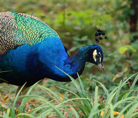 Peacock - Pavo cristatus Peacocks roam freely throughout the zoo, which made me wonder if any ever escape. But, I just read that they do:
https://abc7ny.com/peacock-bronx-zoo-in-tree-mott-haven/13190061/

*Captive animal at The Bronx Zoo
https://www.jungledragon.com/image/155181/peacock_-_pavo_cristatus.html
https://www.jungledragon.com/image/155185/peacock_-_pavo_cristatus.html
https://www.jungledragon.com/image/155182/peacock_-_pavo_cristatus.html Fall,Geotagged,Indian peafowl,Pavo cristatus,United States